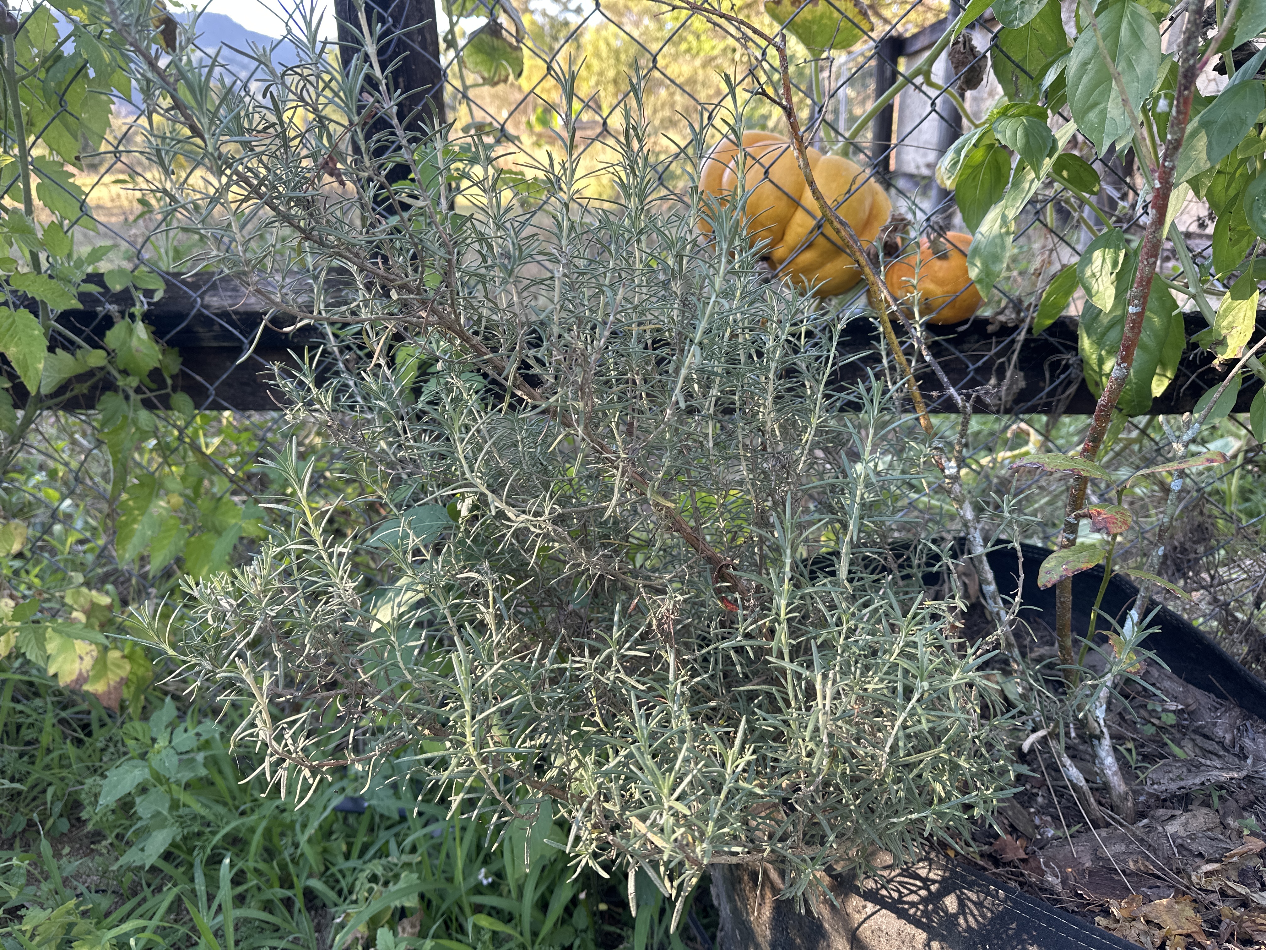 Rosemary plant with narrow green leaves