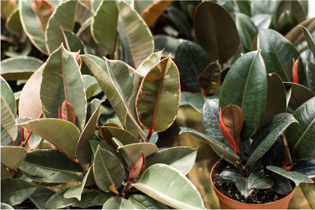 Variegated and deep green leaves of a Rubber plant with reddish sheath-covered new growth.