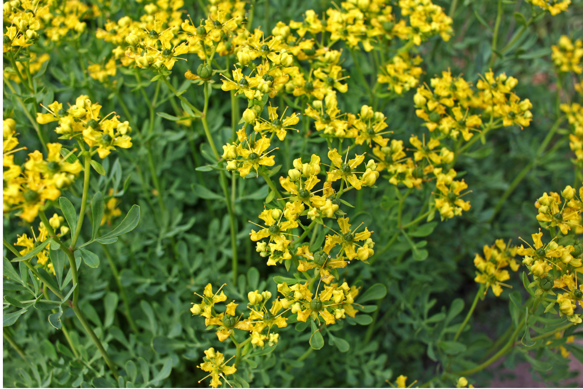 Rue with clusters of small yellow flowers and blue-green foliage.