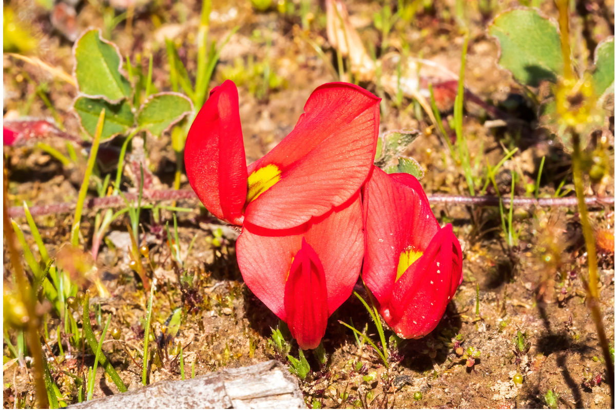 Bright red Running postman flowers with yellow centres growing low against the ground.