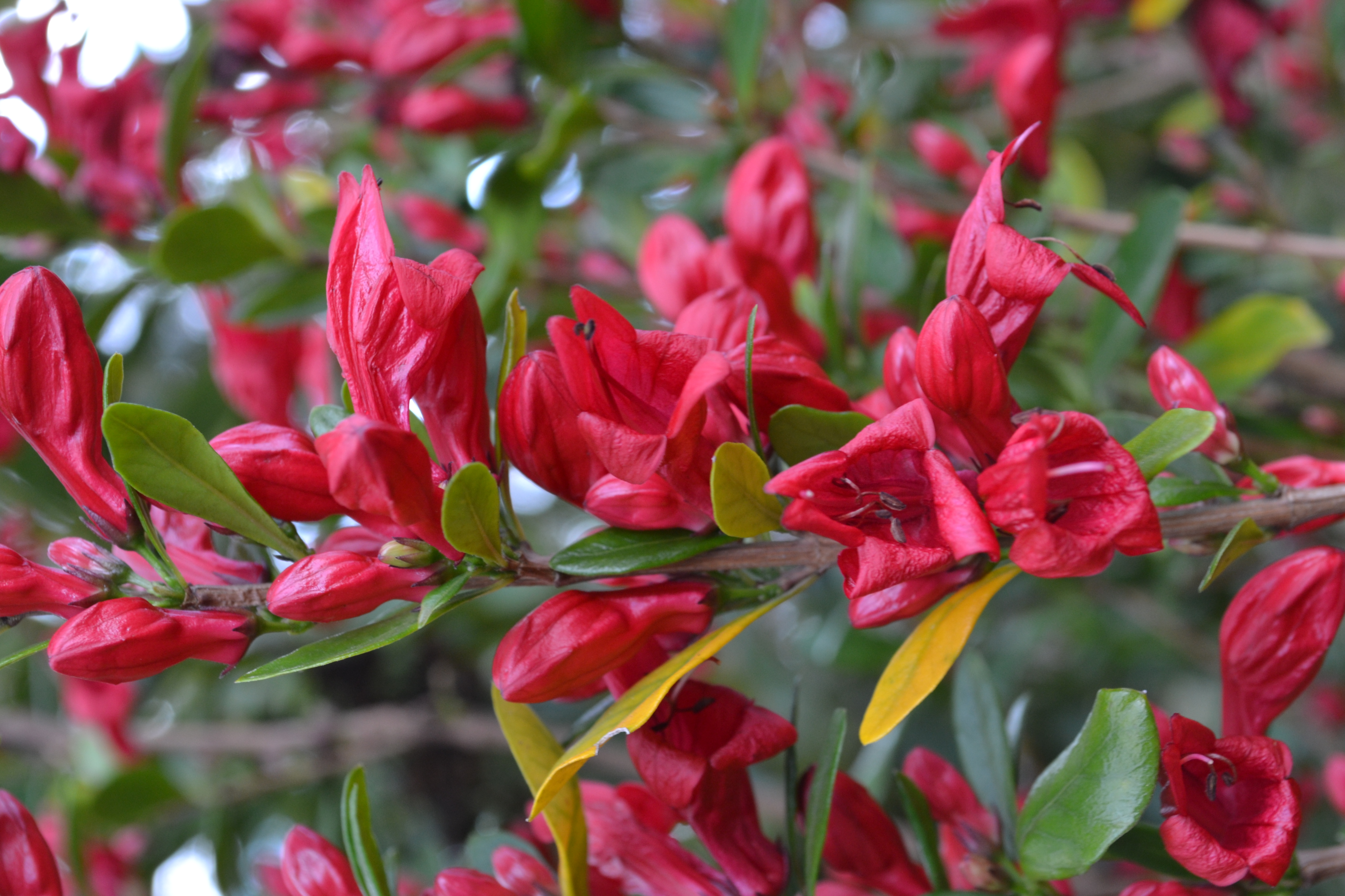 Close-up of vibrant red scarlet fuchsia flowers blooming on a leafy branch.