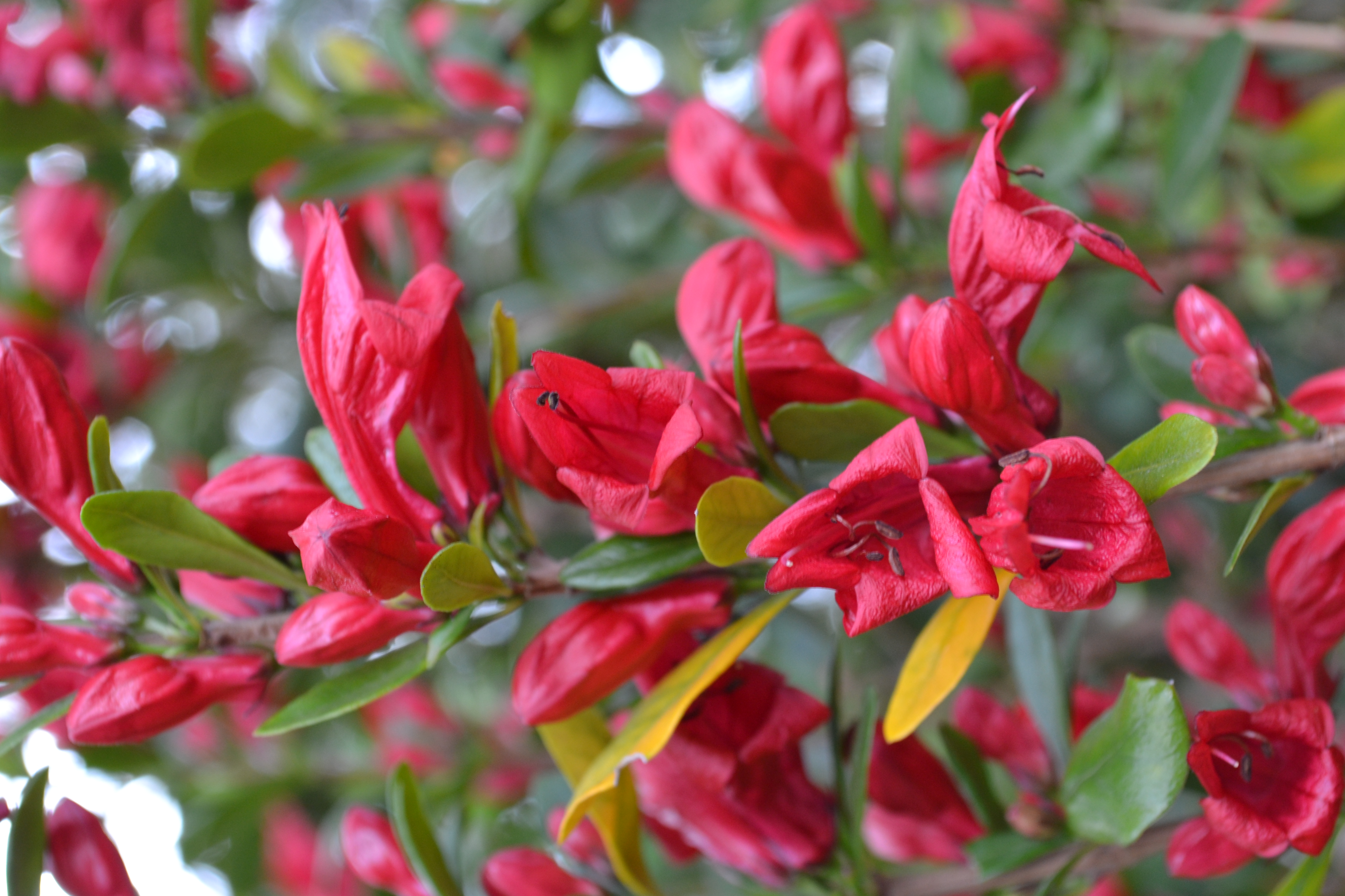 Close-up of vibrant red tubular scarlet fuchsia flowers among green leaves.