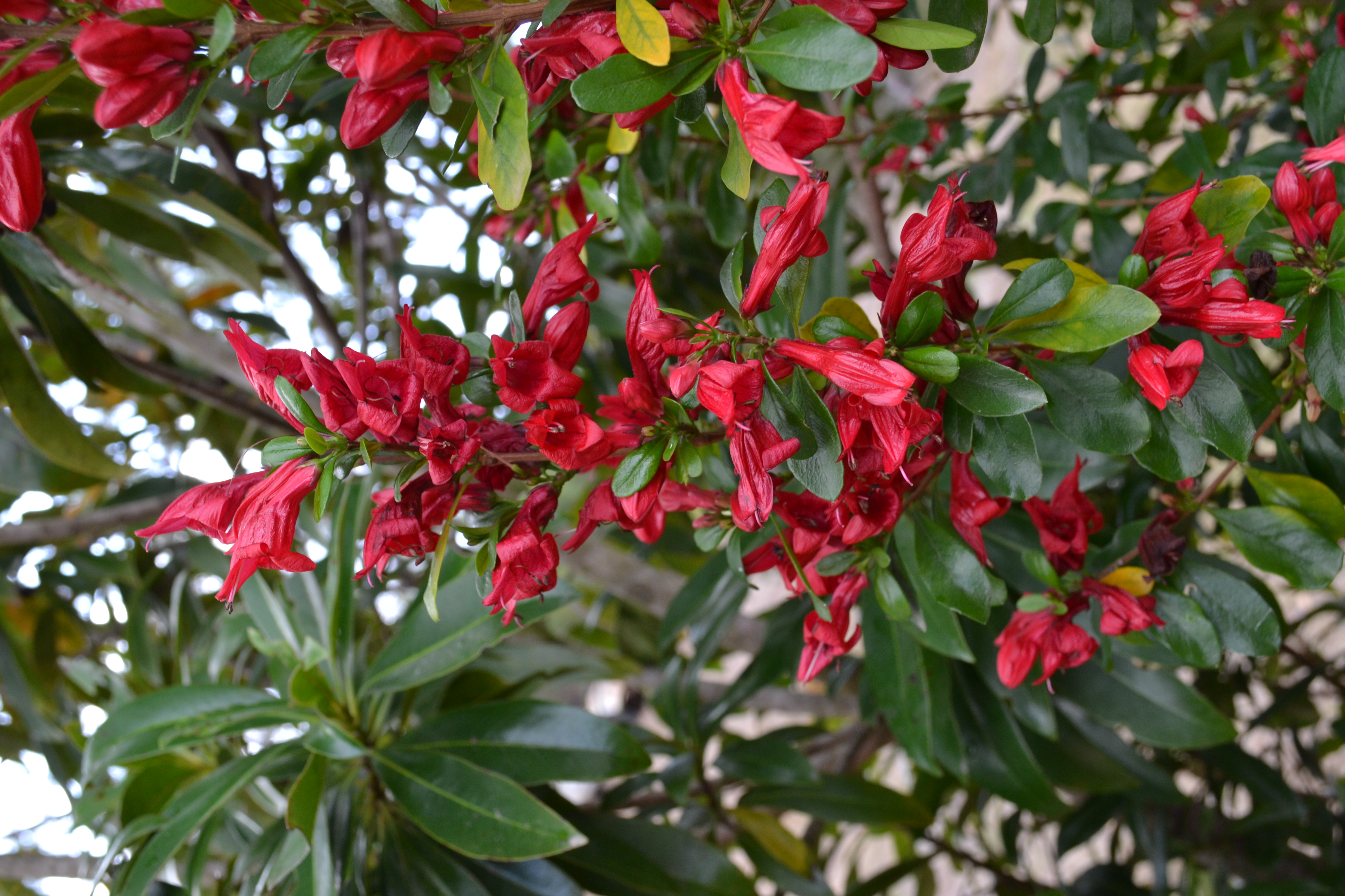 Clusters of scarlet fuchsia tubular flowers blooming amongst green leaves.