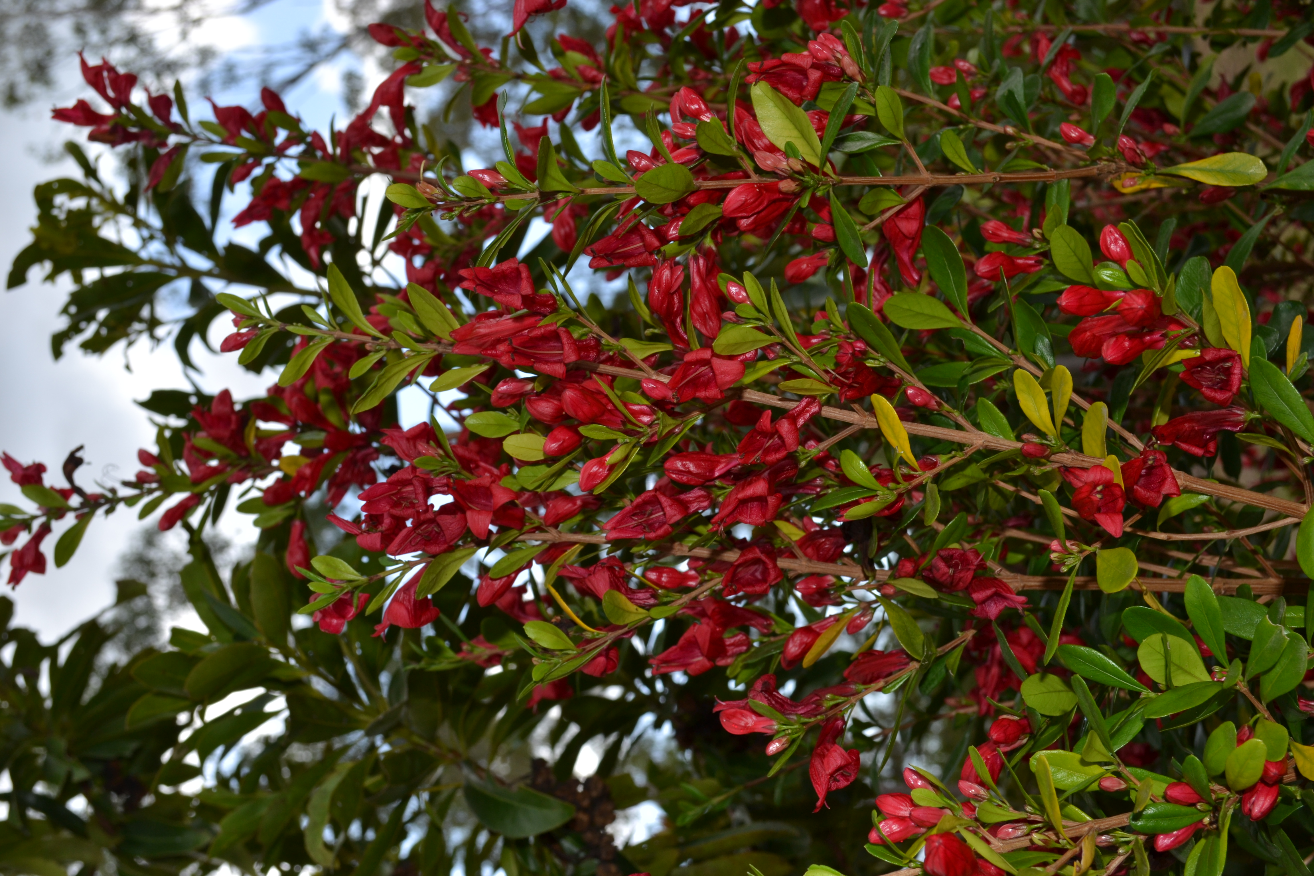 Dense clusters of red tubular flowers on a scarlet fuchsia shrub.