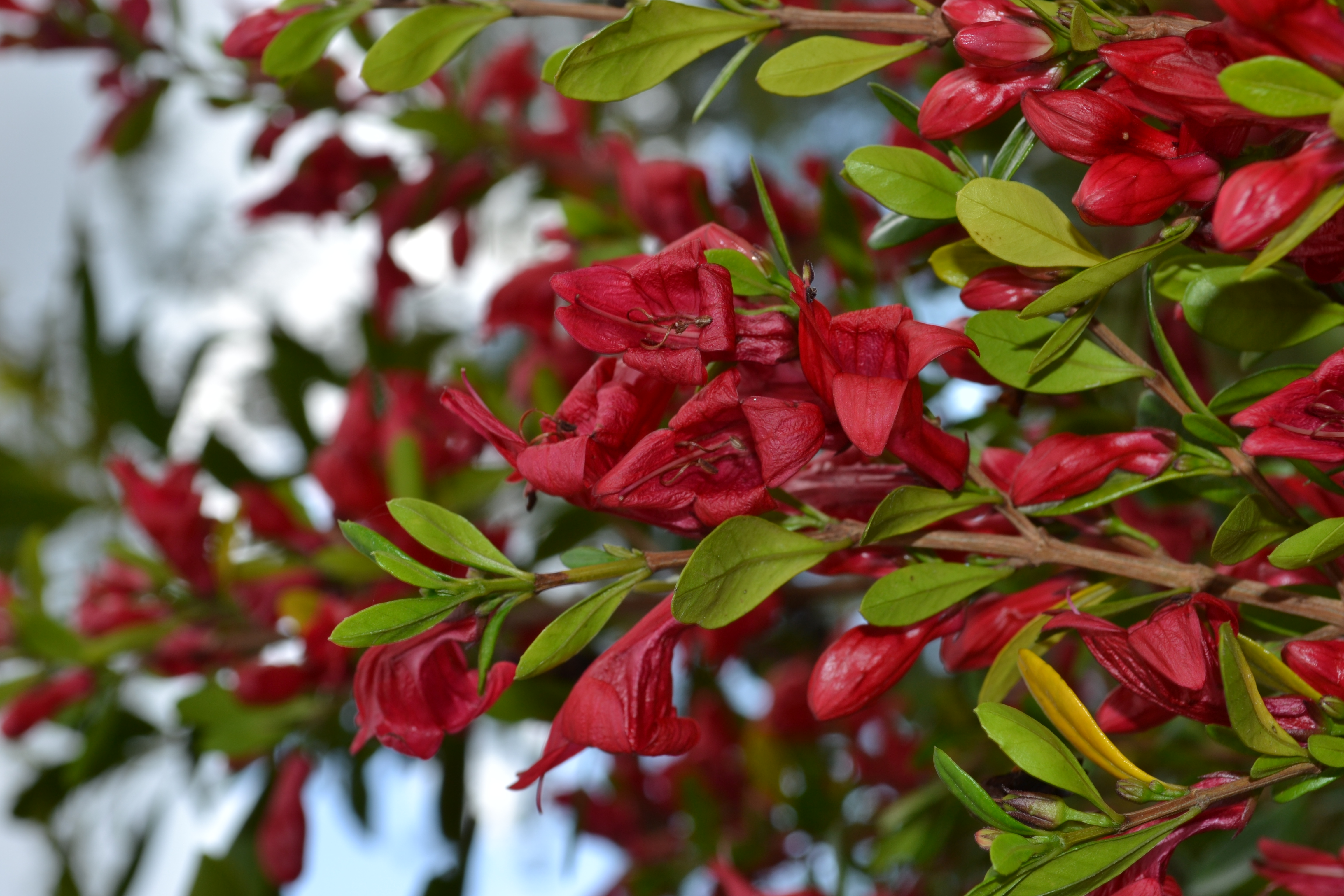 Scarlet fuchsia flowers and small green leaves clustered on branches.