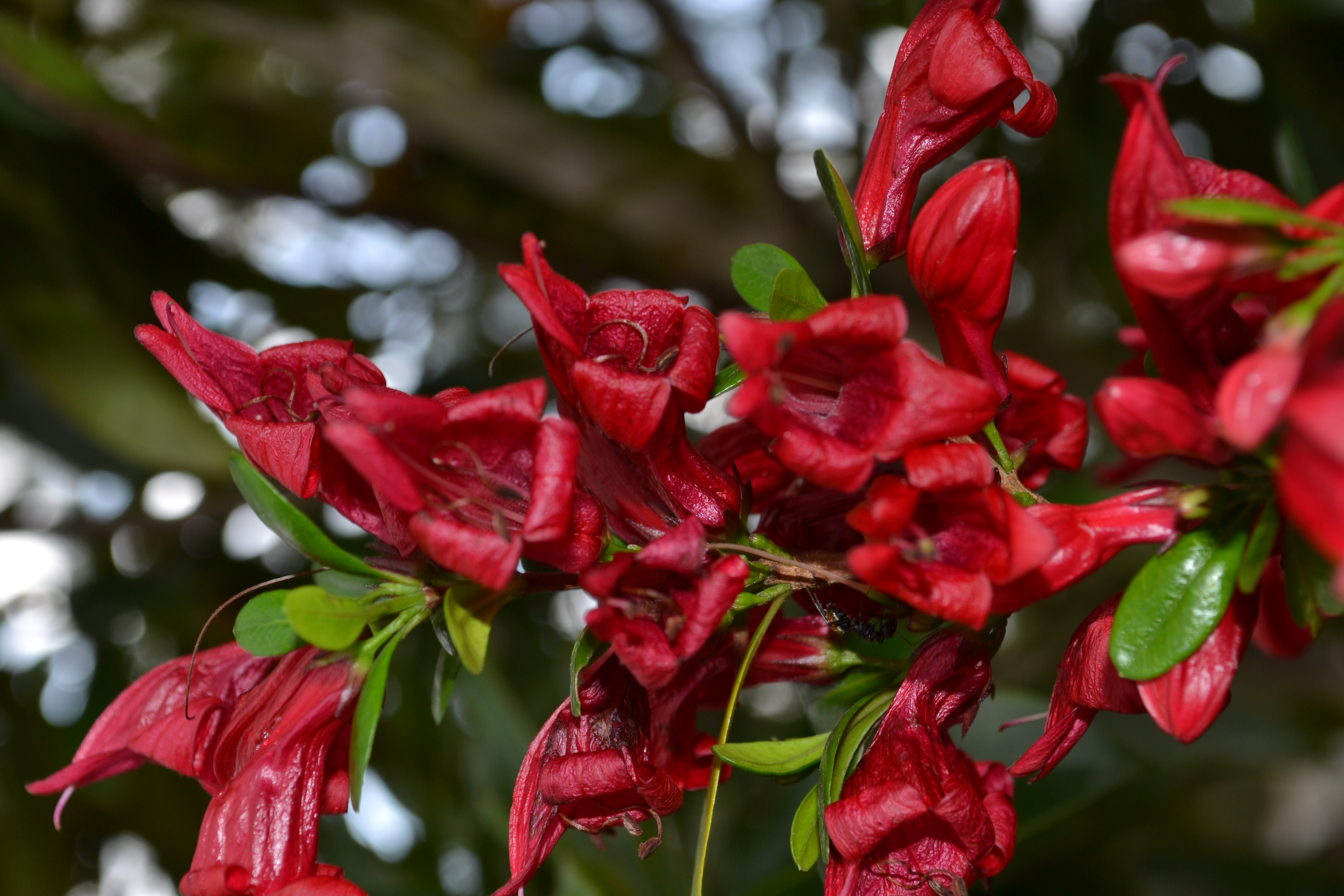 Clusters of bright red tubular flowers on a scarlet fuchsia.