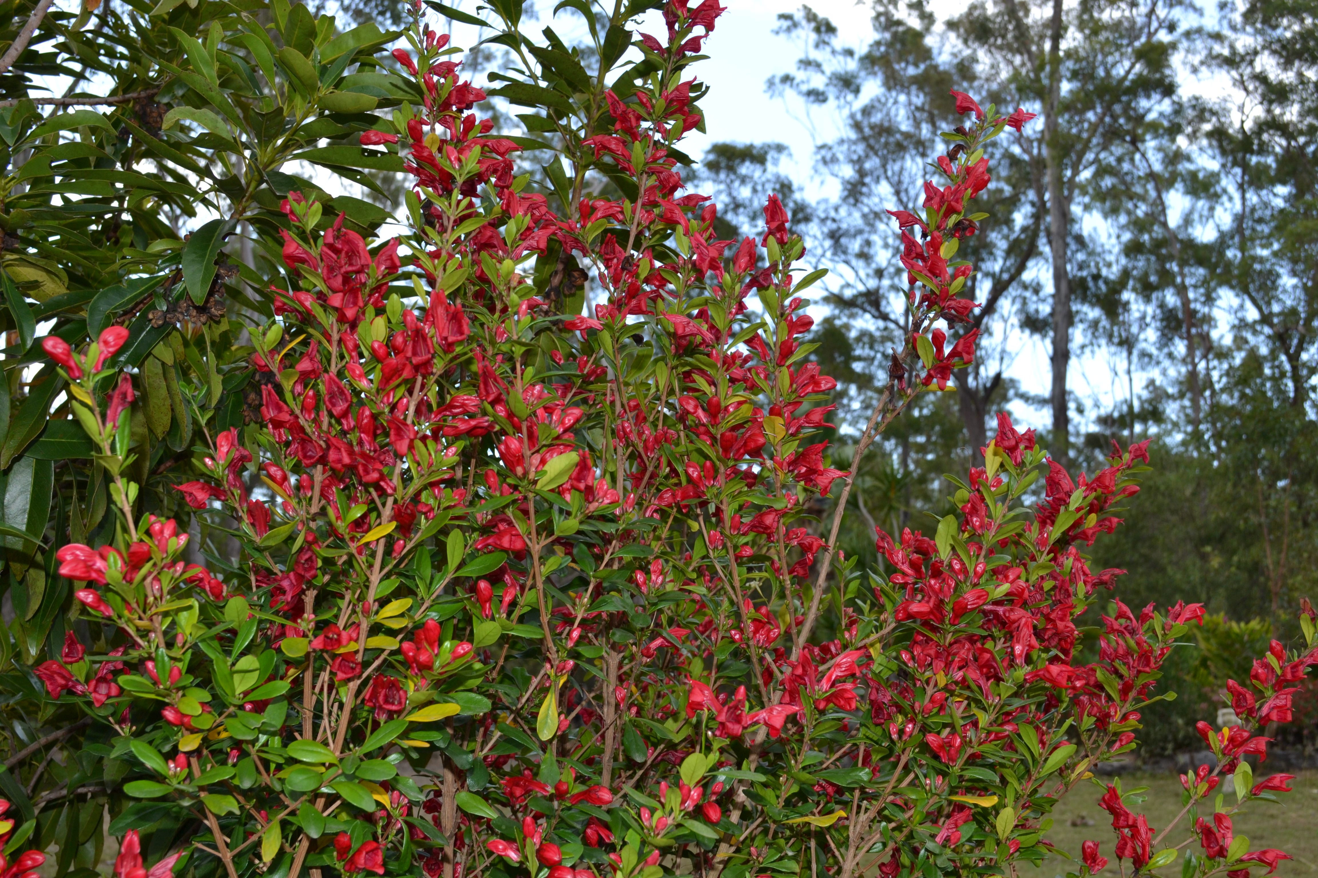 Scarlet fuchsia shrub with many small red tubular flowers and green leaves.