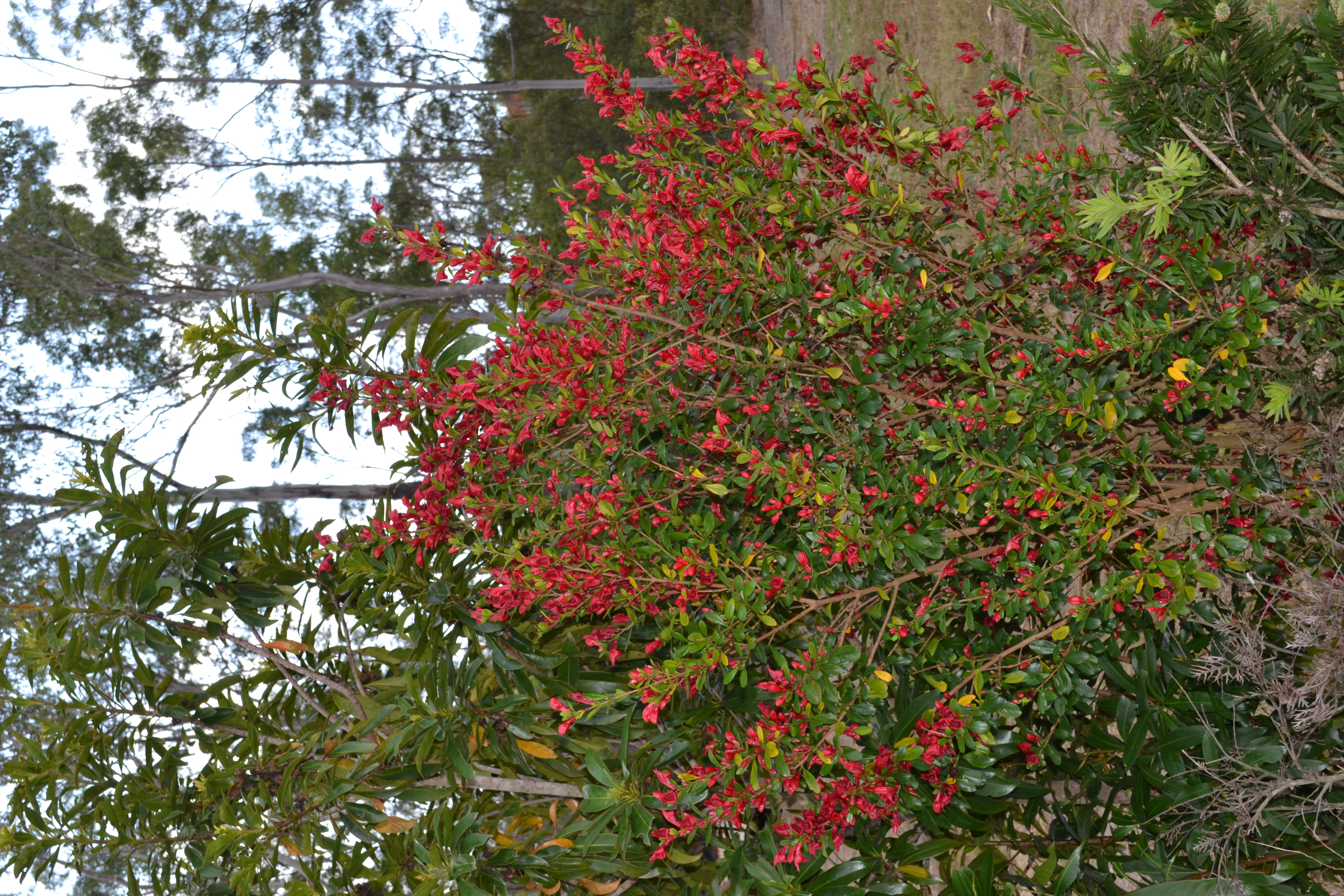 A large scarlet fuchsia shrub covered in red tubular flowers.