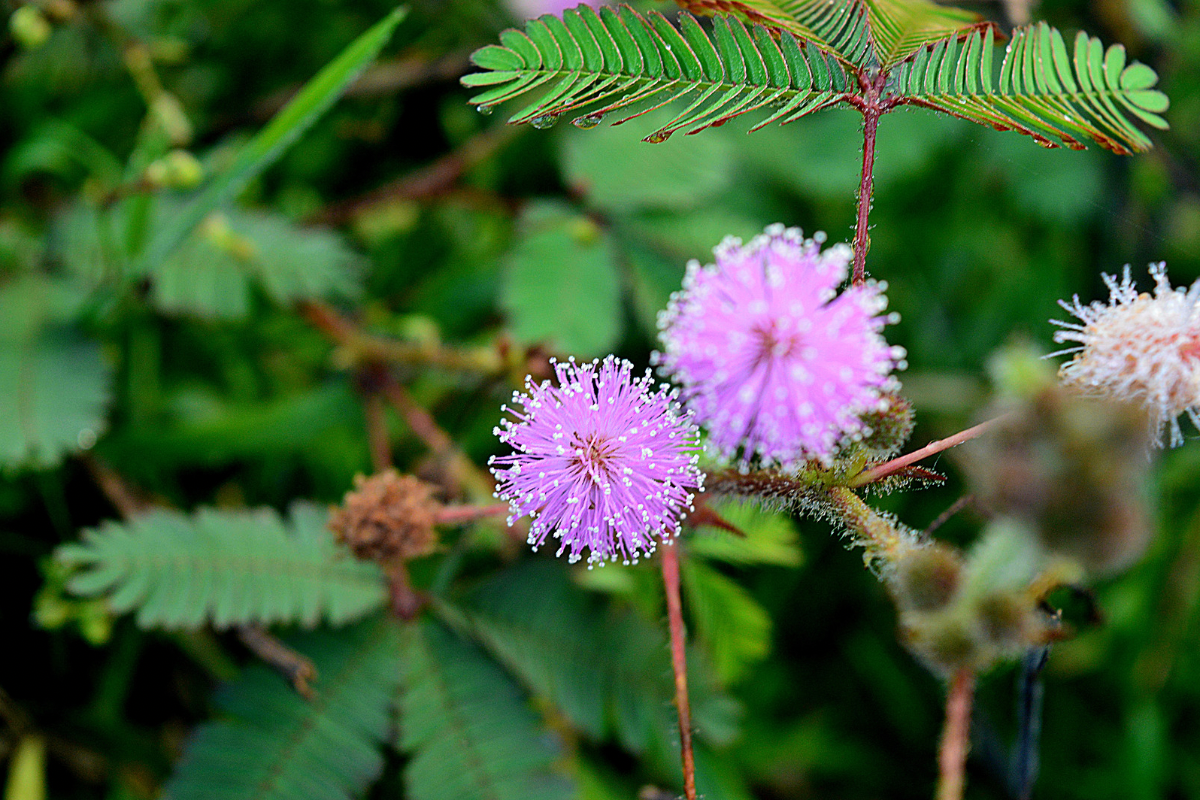 Sensitive plant pink pom-pom flowers and feathery green leaves against a blurred garden background.