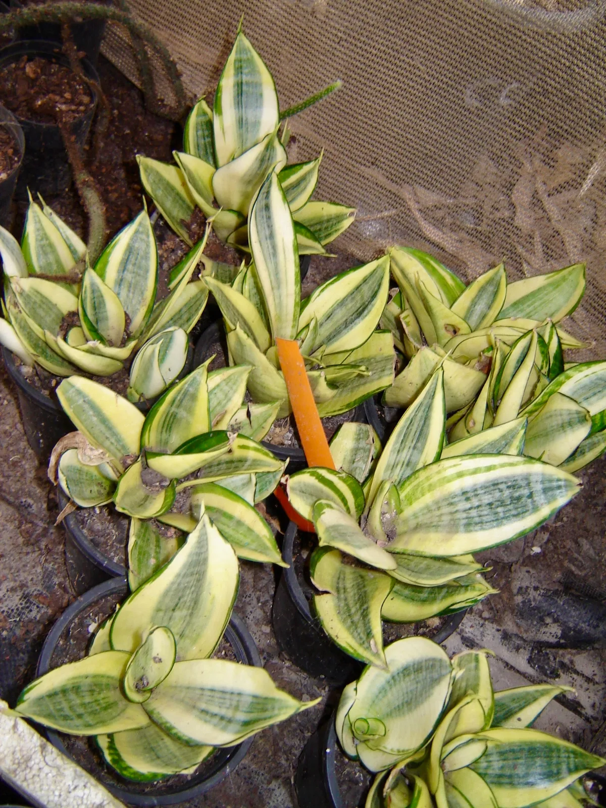Sansevieria hahnii gold - snake plant - mother in law's tongue