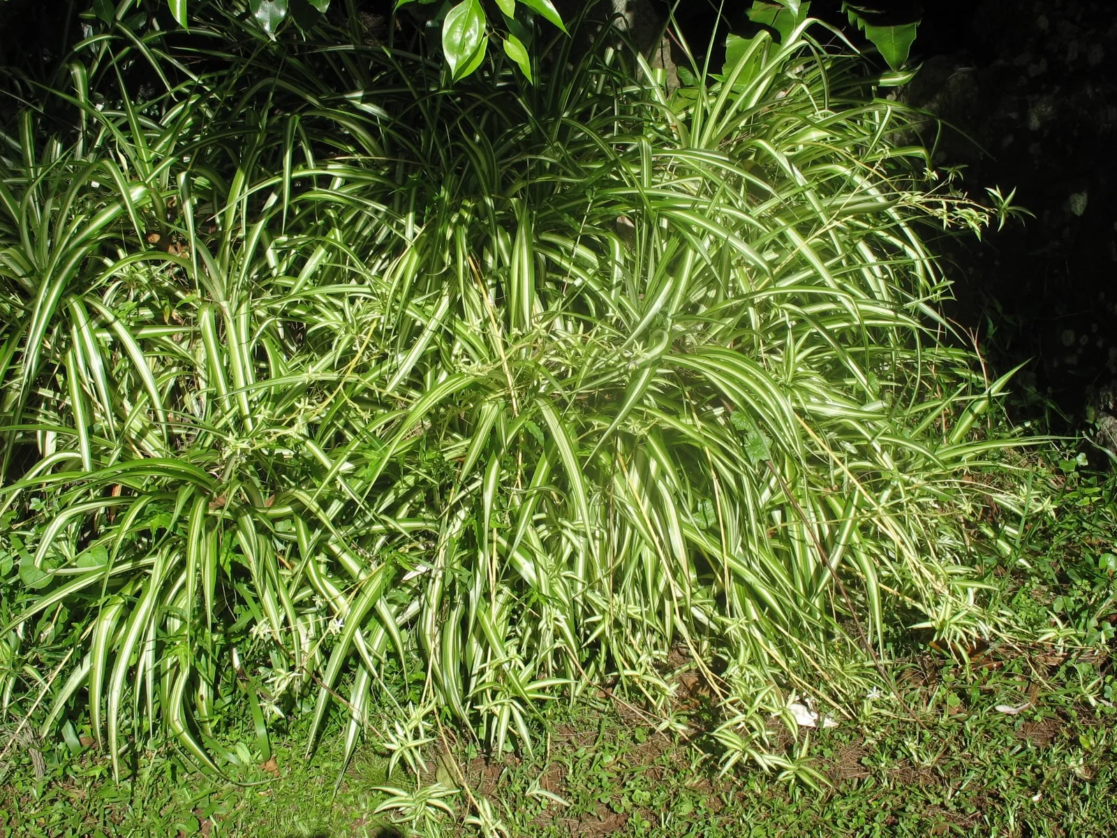 Spider plant with striped green and white leaves growing in a garden bed.