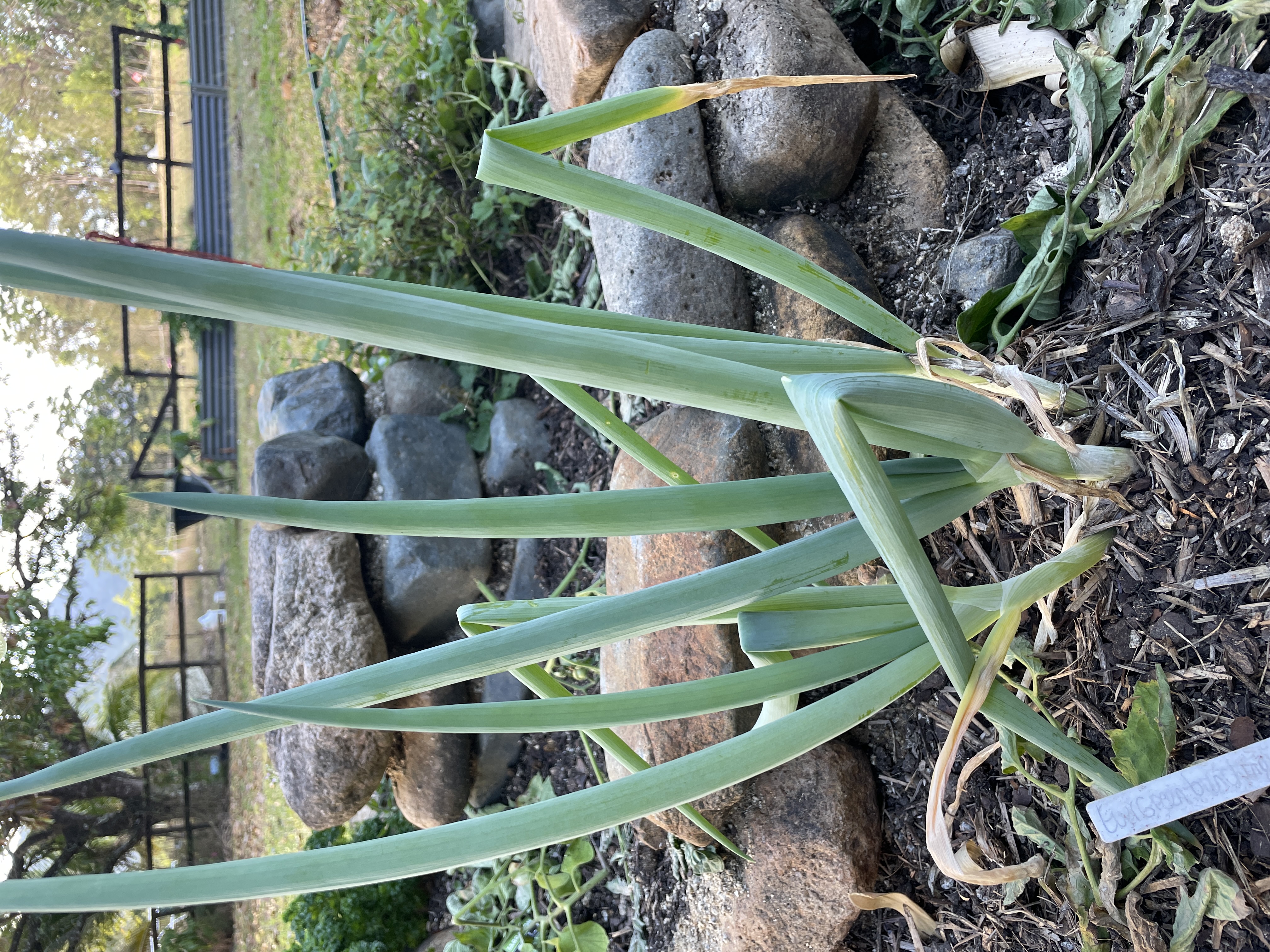 Bunching onion growing in a garden bed with mulch and river stones.