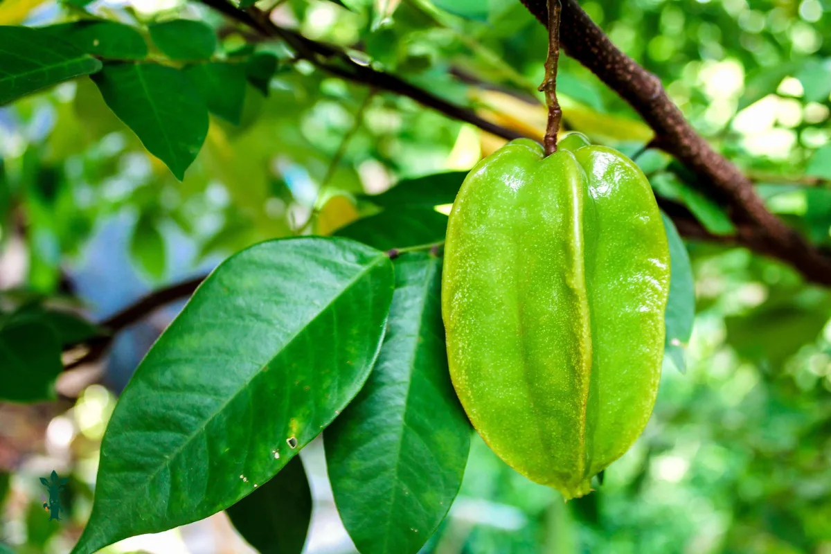 Unripe green starfruit hanging from a branch among foliage.