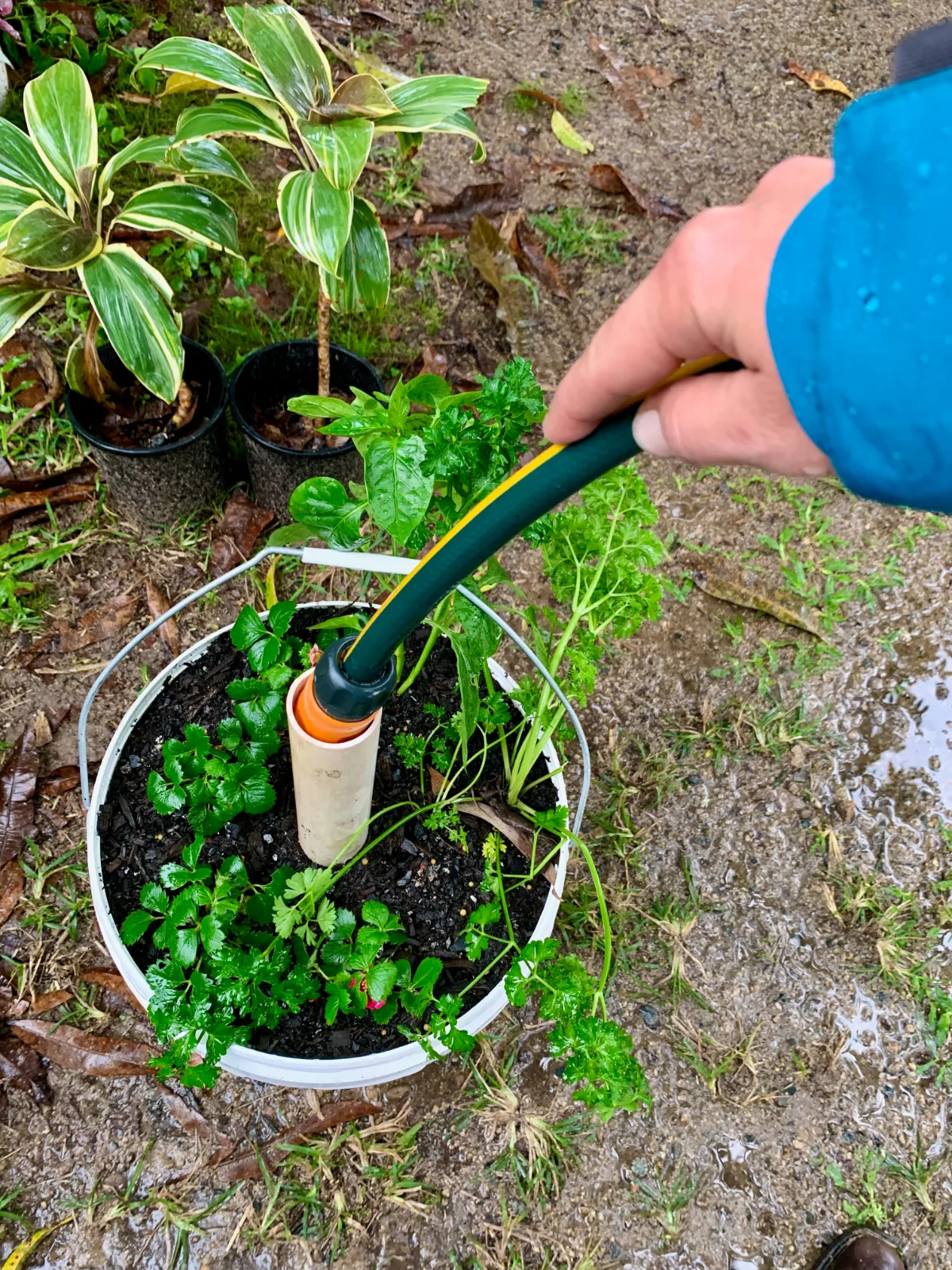 Strawberry plants with parsley and basil in 5 gallon white bucket garden