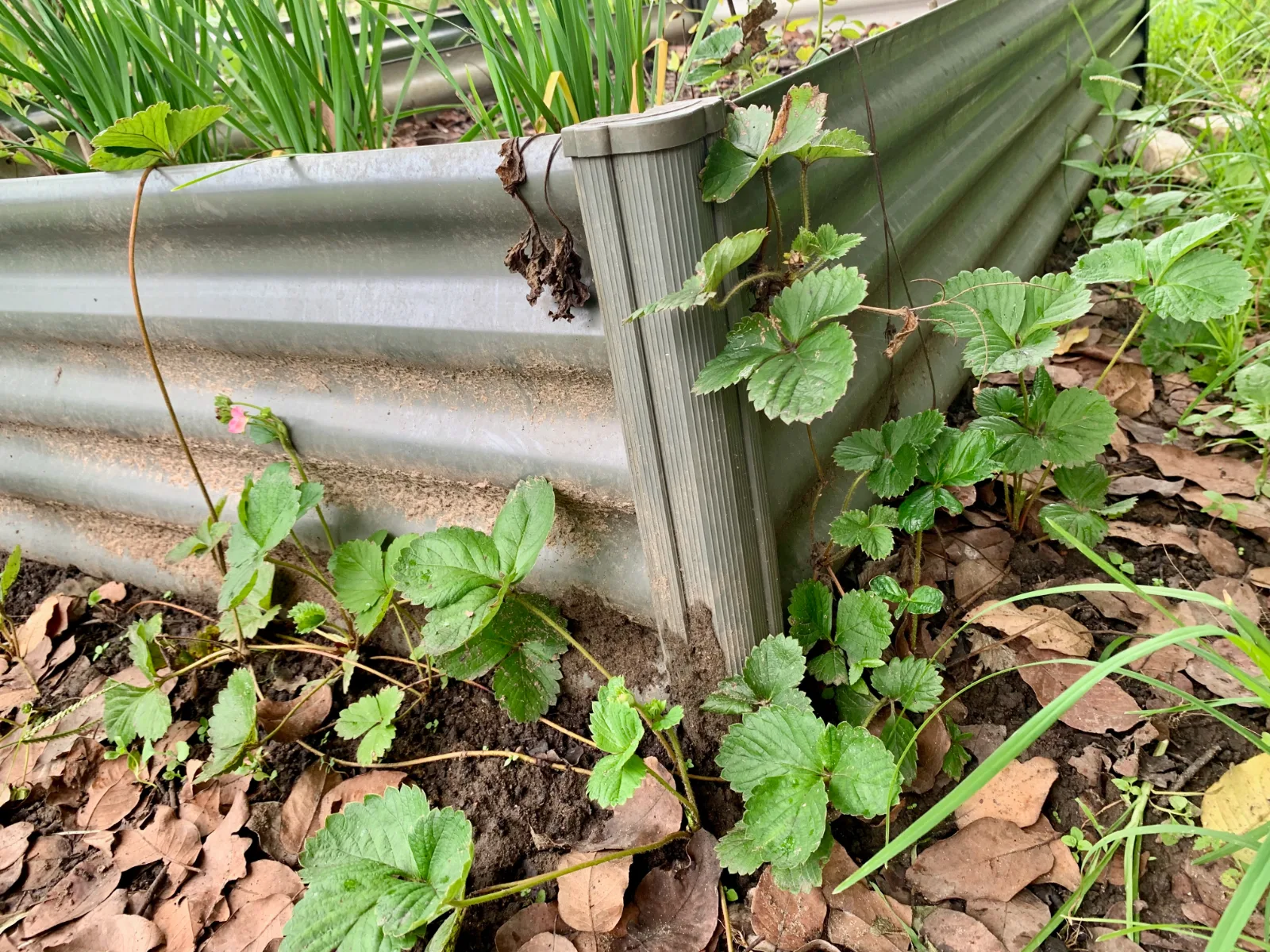 Strawberry runner plants next to raised garden bed