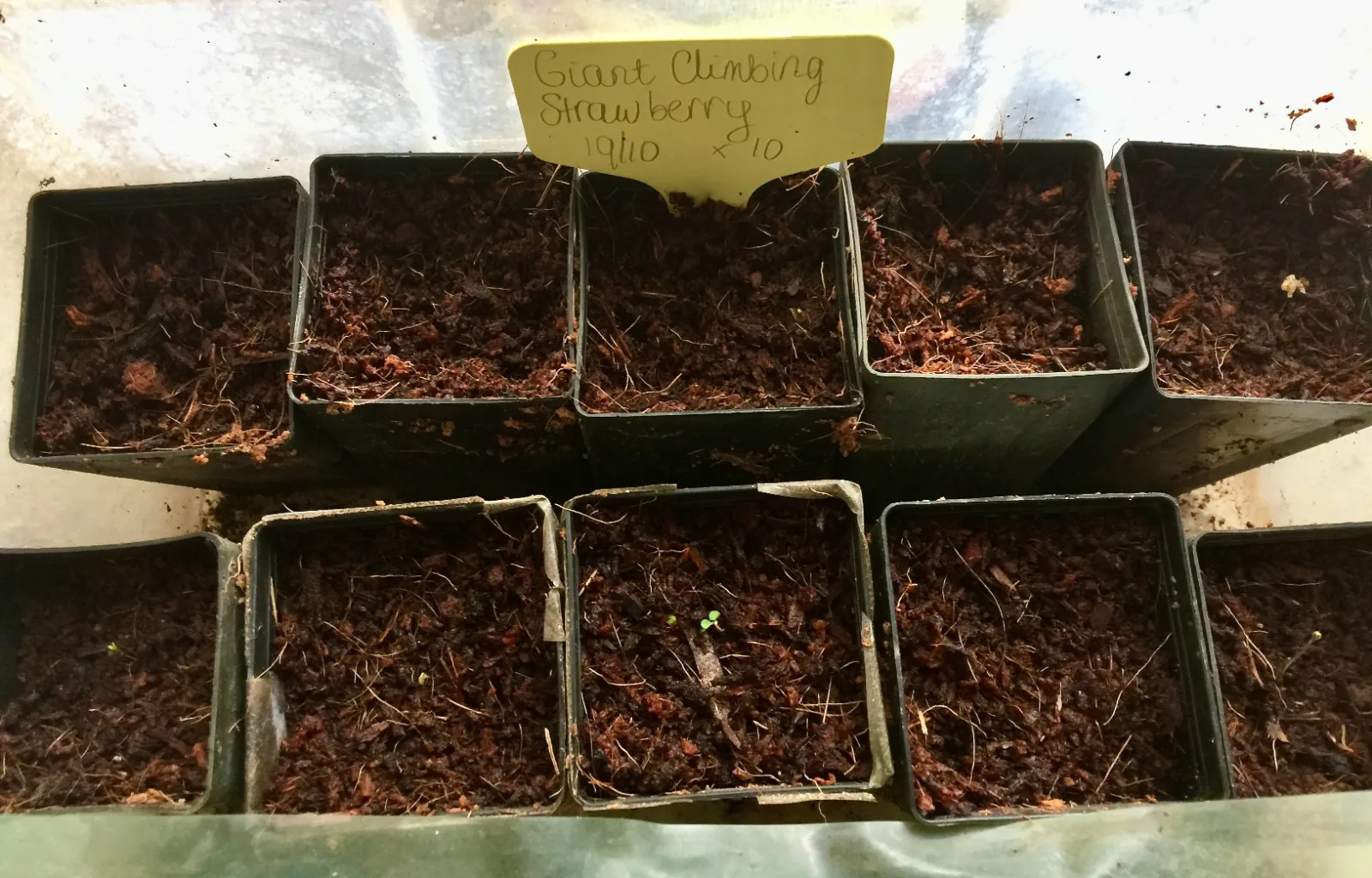 Giant climbing strawberry seeds in propagation pots