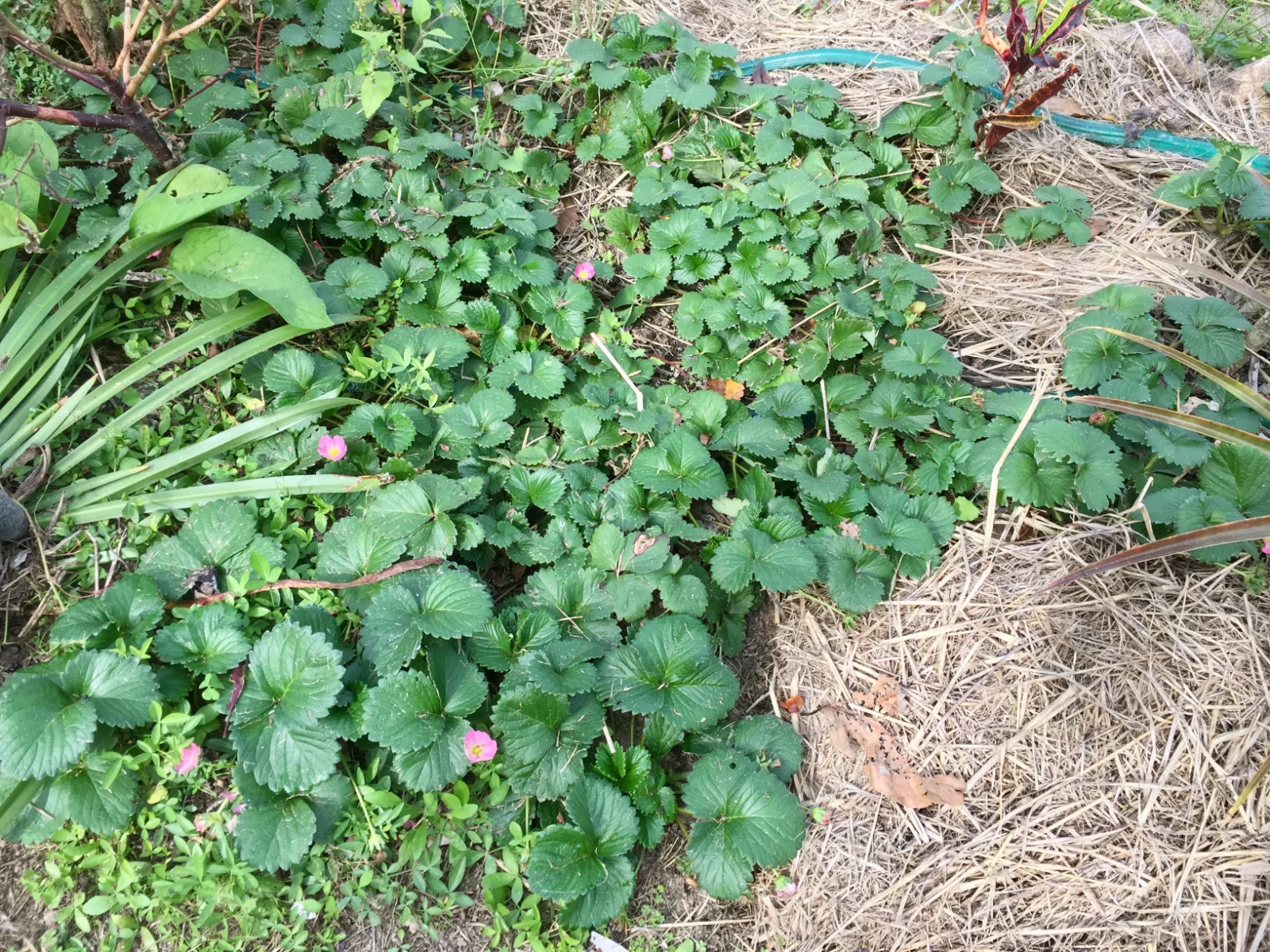 Many strawberry plants in the garden with mulch