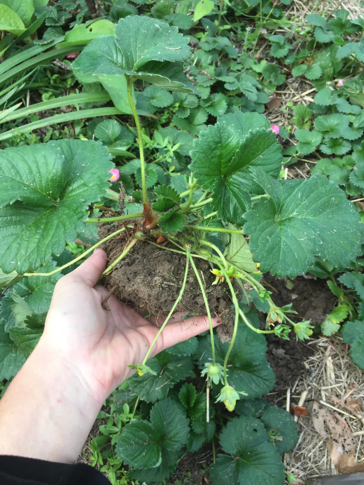 Holding a strawberry plant for planting in the garden