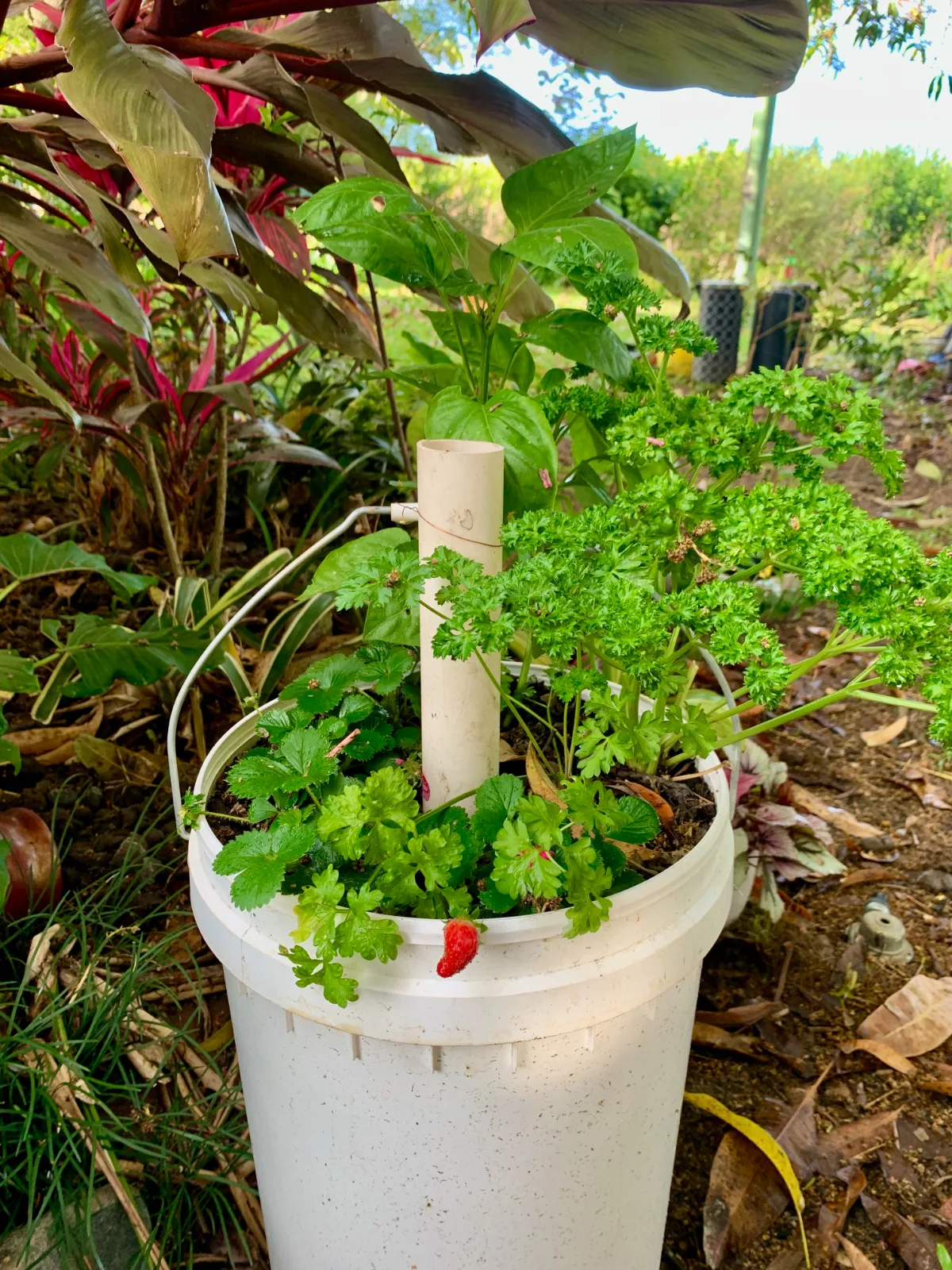 Strawberry plants growing in a white bucket with auto-watering tube. Companions include parsley and basil. 