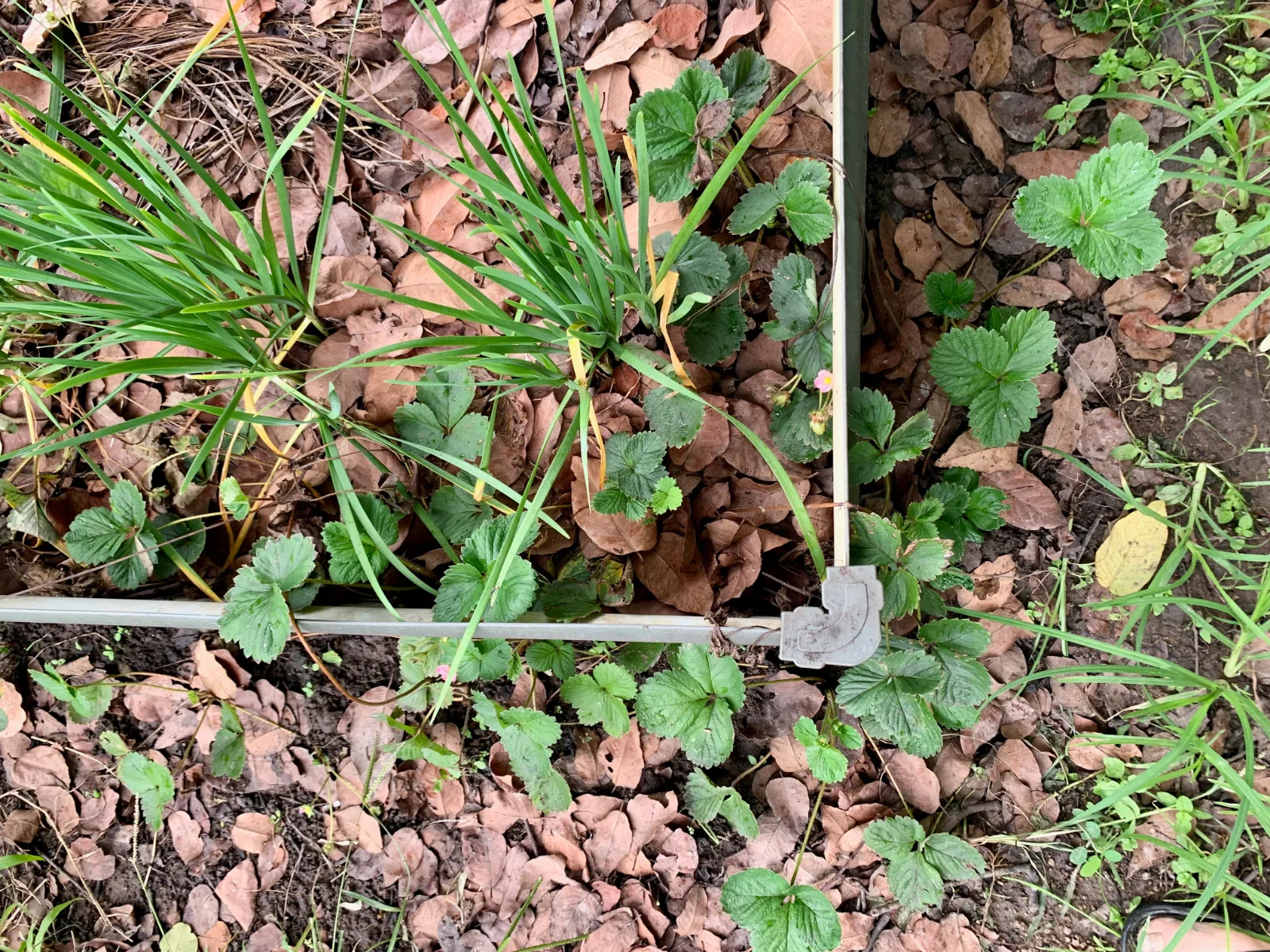 Strawberry runner plants next to raised garden bed top vie