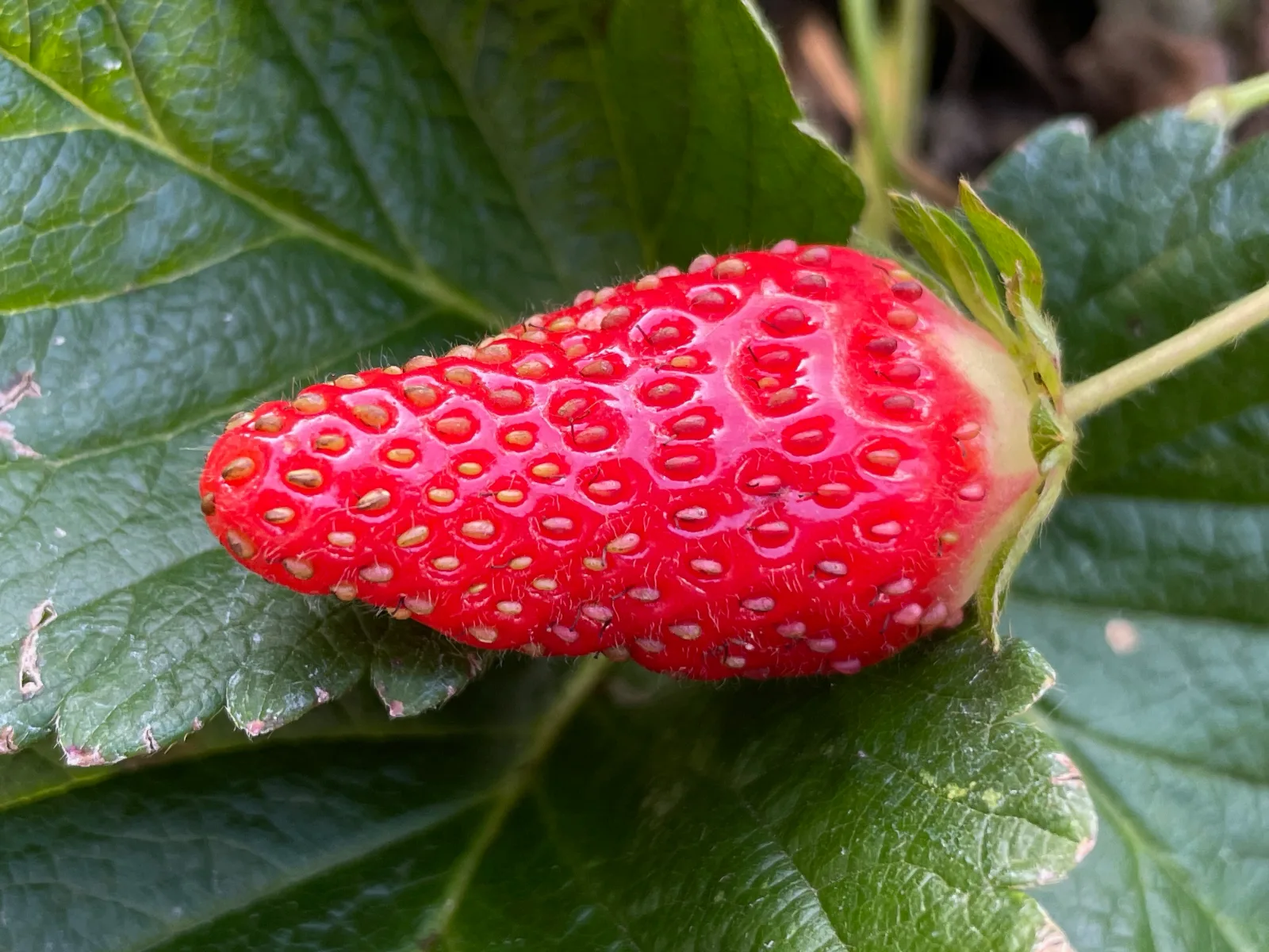 Beautiful red ripe strawberry in Australian garden