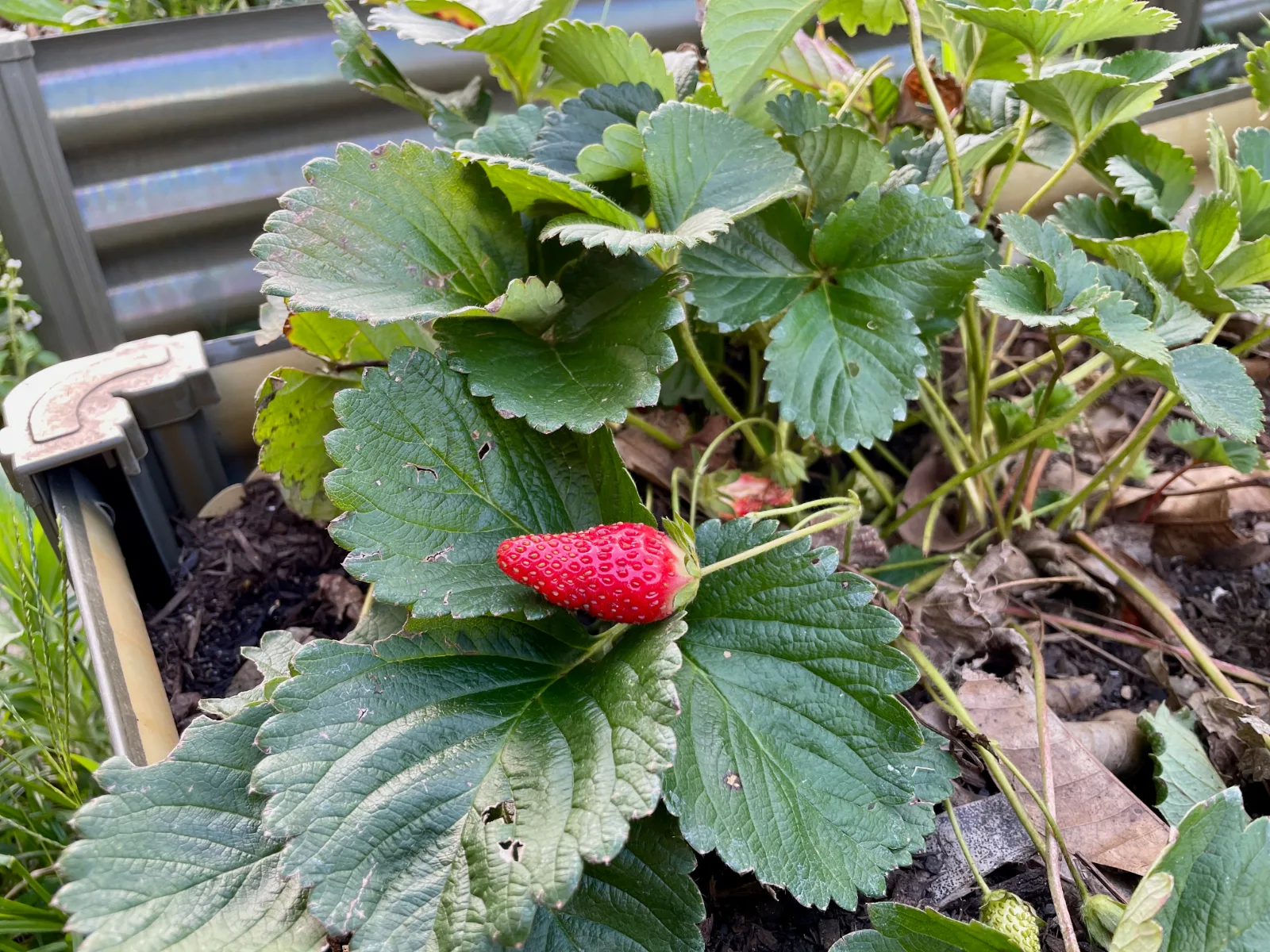 Strawberry plants with ripe fruits in raised garden bed