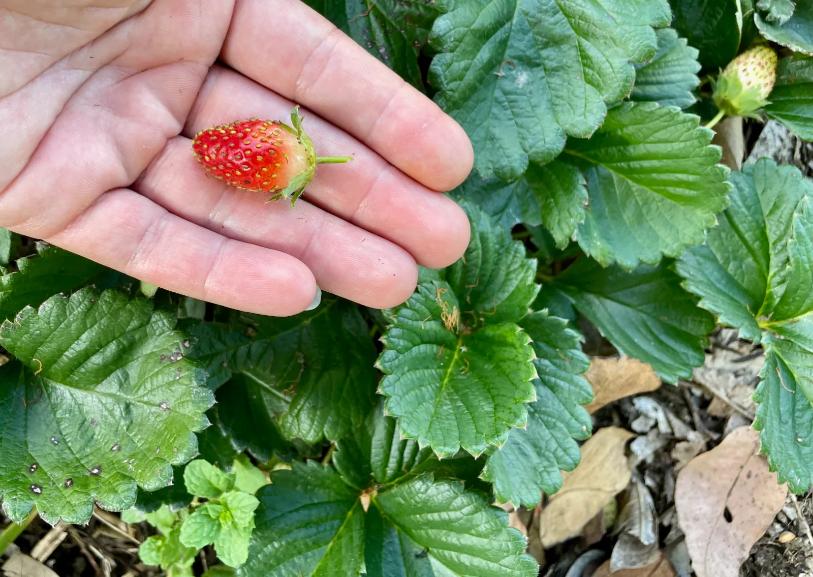 Hand holding a small red strawberry with strawberry plants in the background