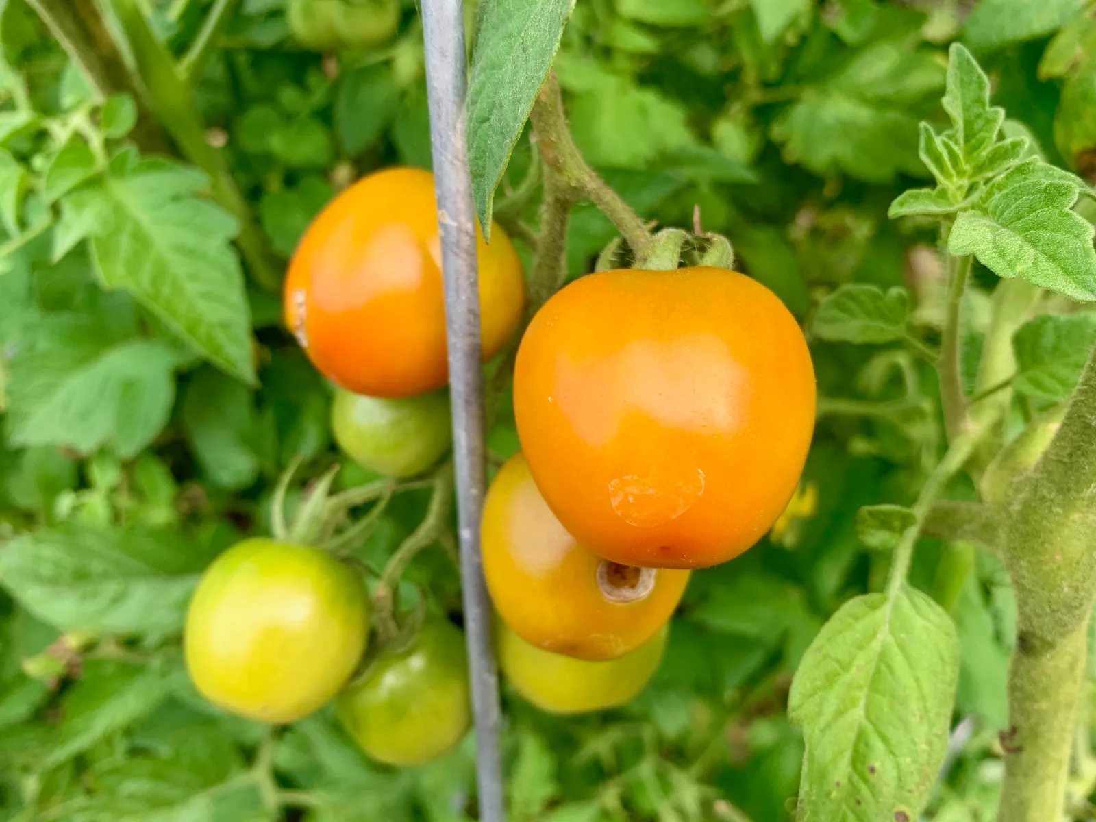 Cluster of ripening orange and green tomatoes growing on a vine against a metal stake.