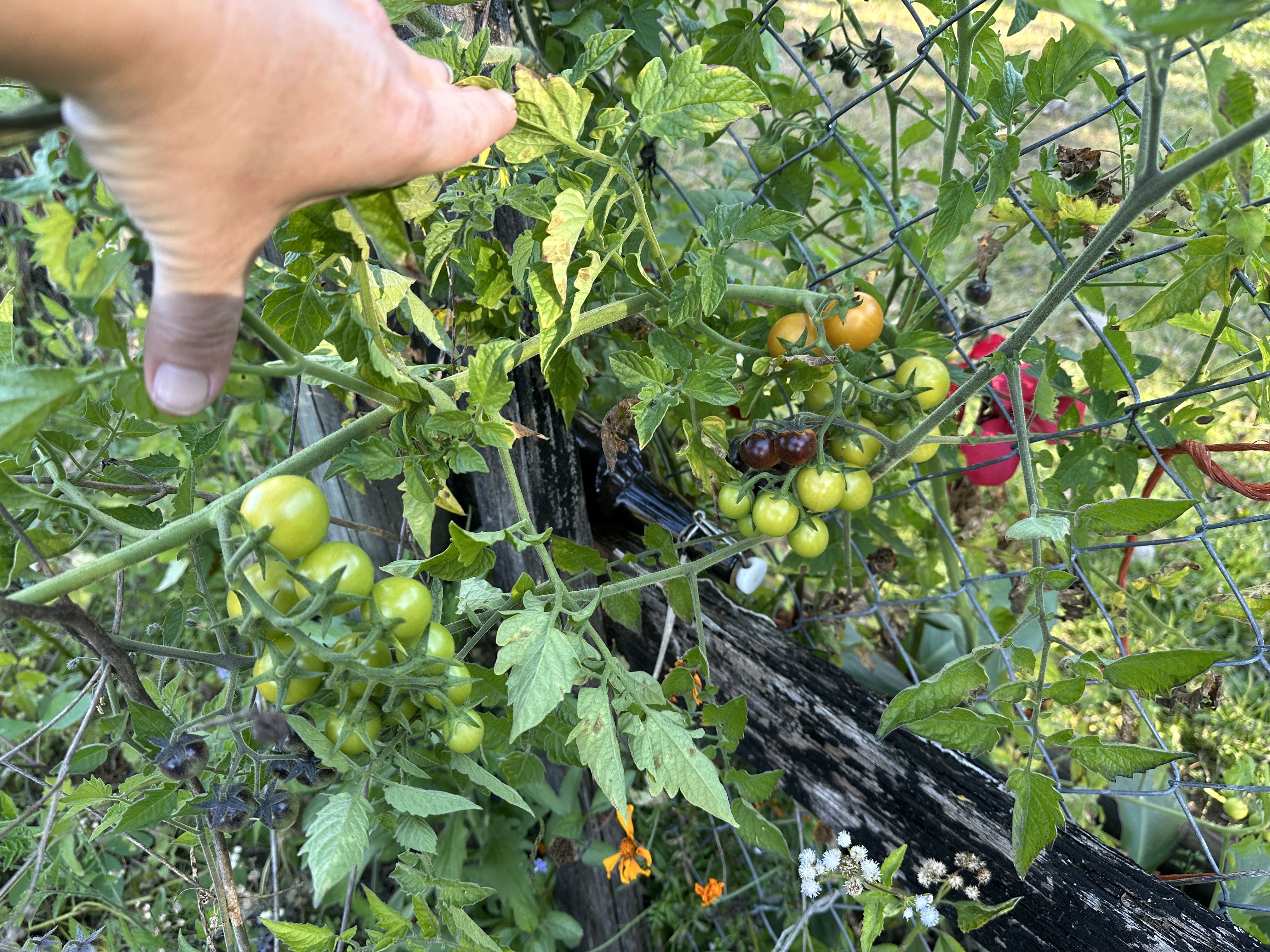 Hand touching a tomato vine laden with green and ripening fruit on a wire fence.