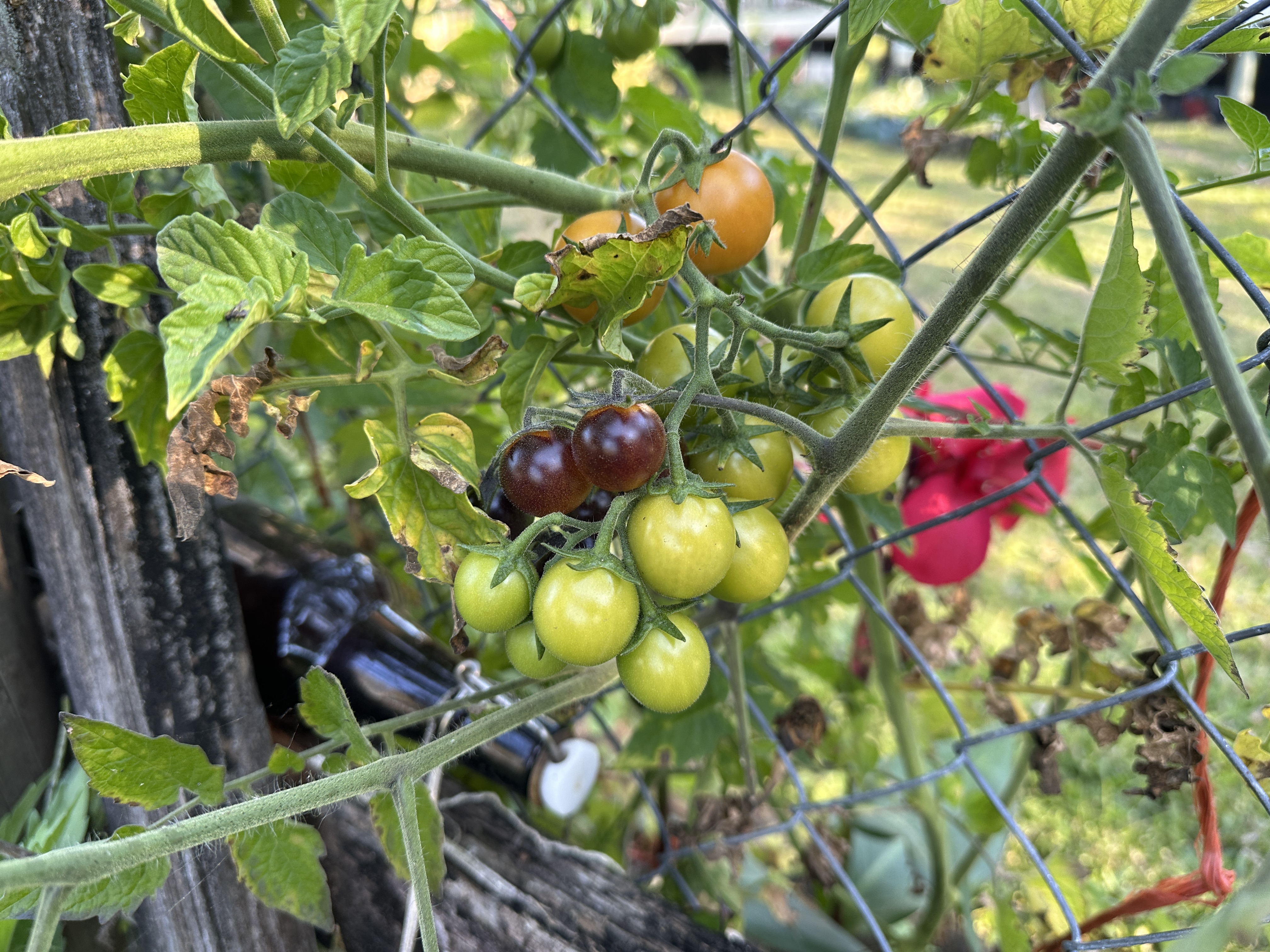 Clusters of green and dark purple ripening tomato fruits growing on a vine against a wire fence.