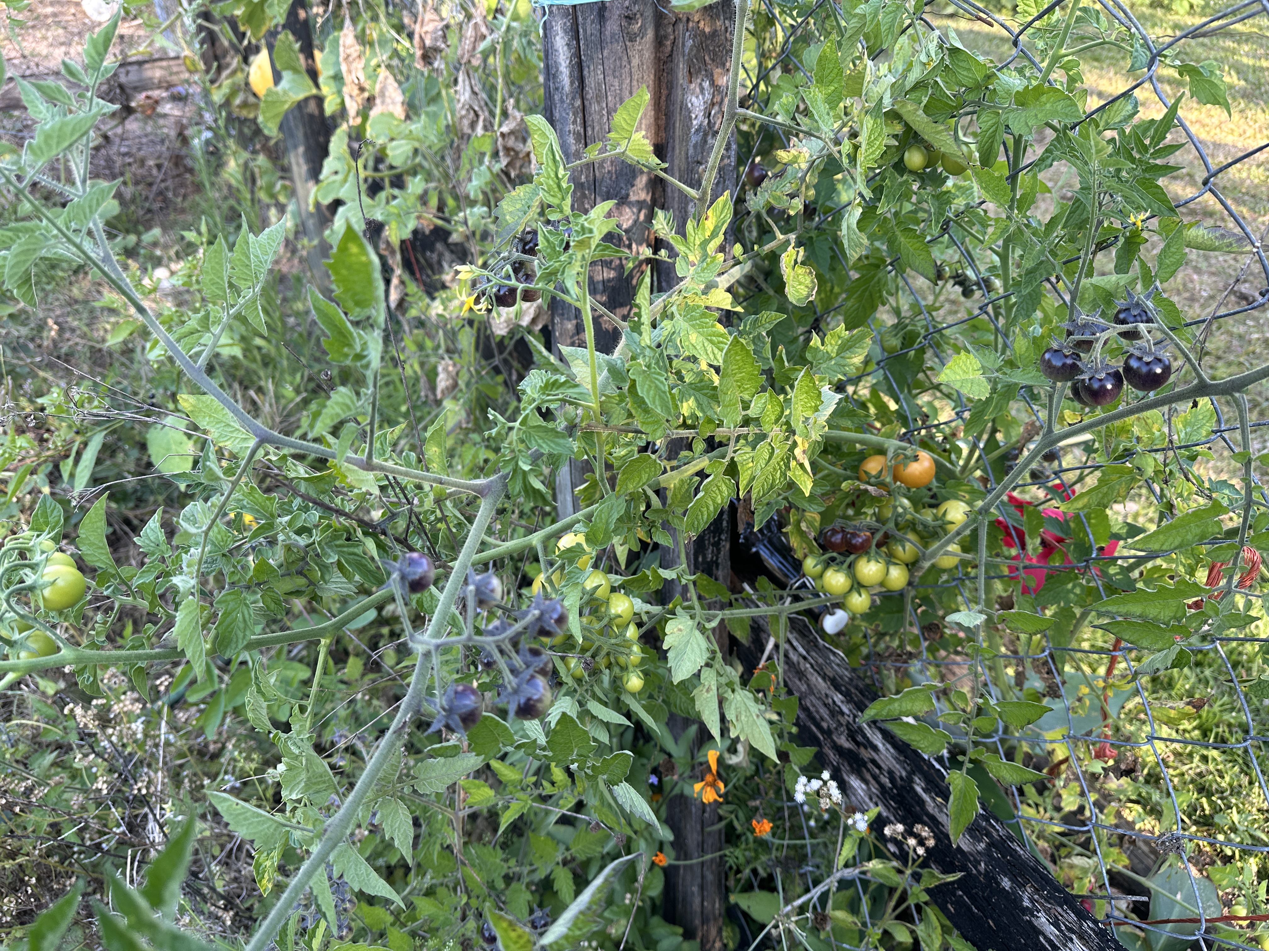 Tomato plant with clusters of green and dark purple fruit growing on a wire fence.