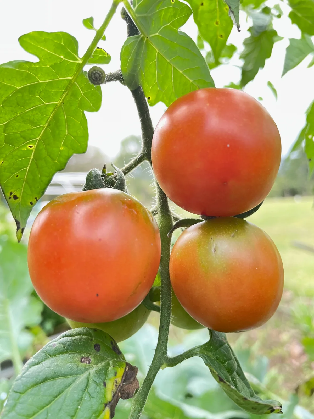 Three ripening tomatoes hanging from a green stem surrounded by leaves.