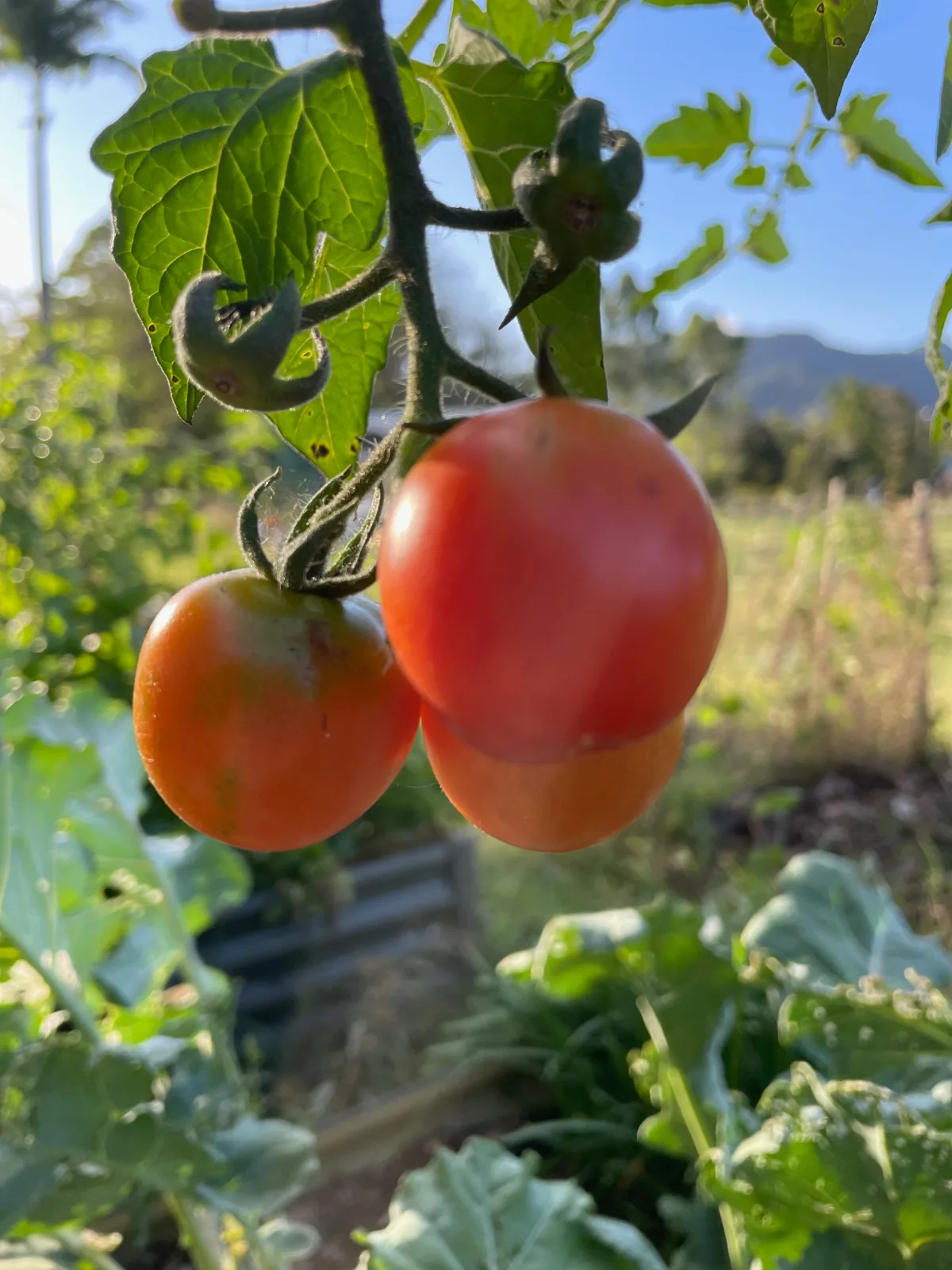 Ripe red tomatoes hanging from a vine in a garden.