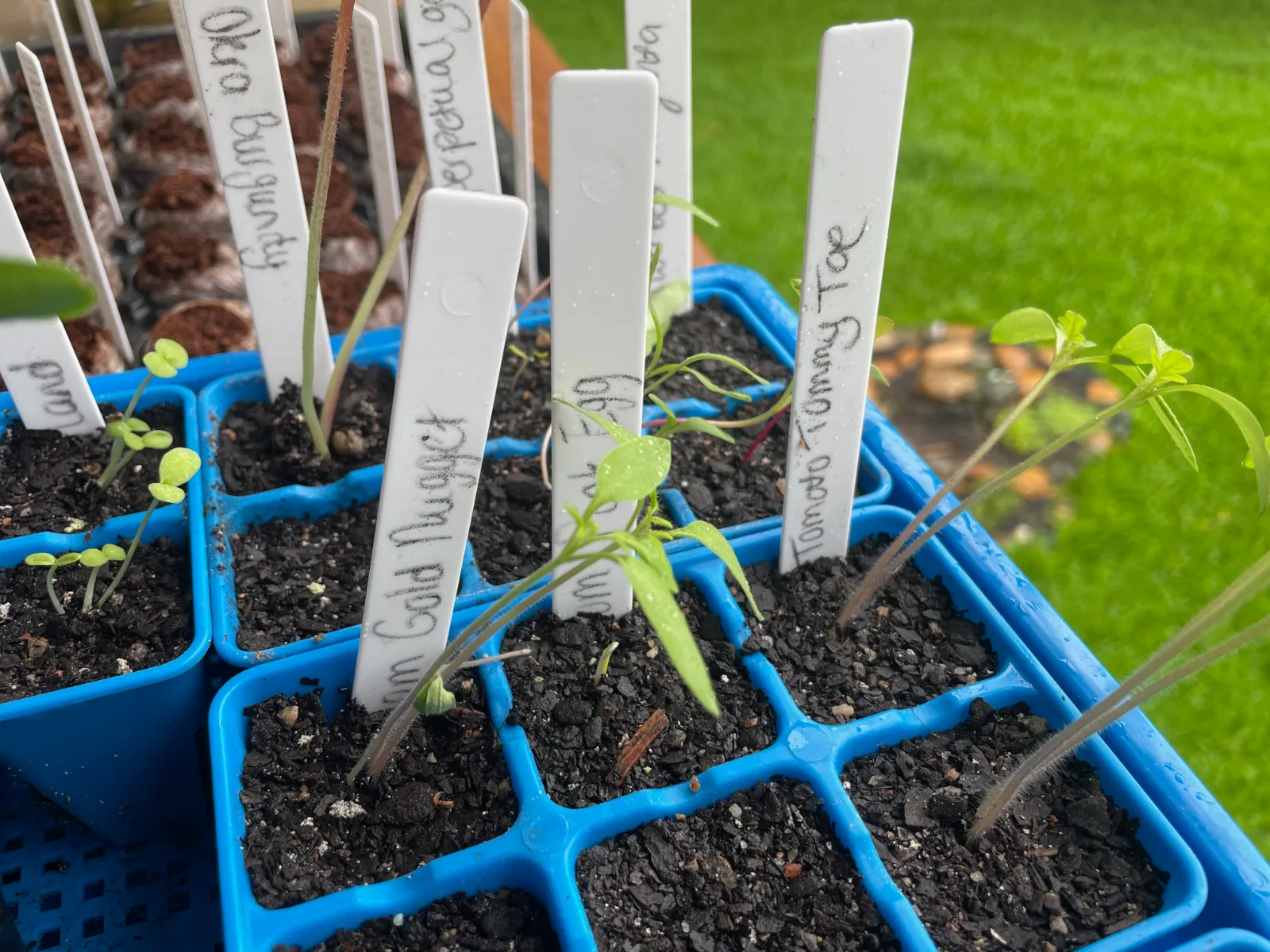 Small tomato seedling growing in a blue plastic seed tray cell marked with a plant label.