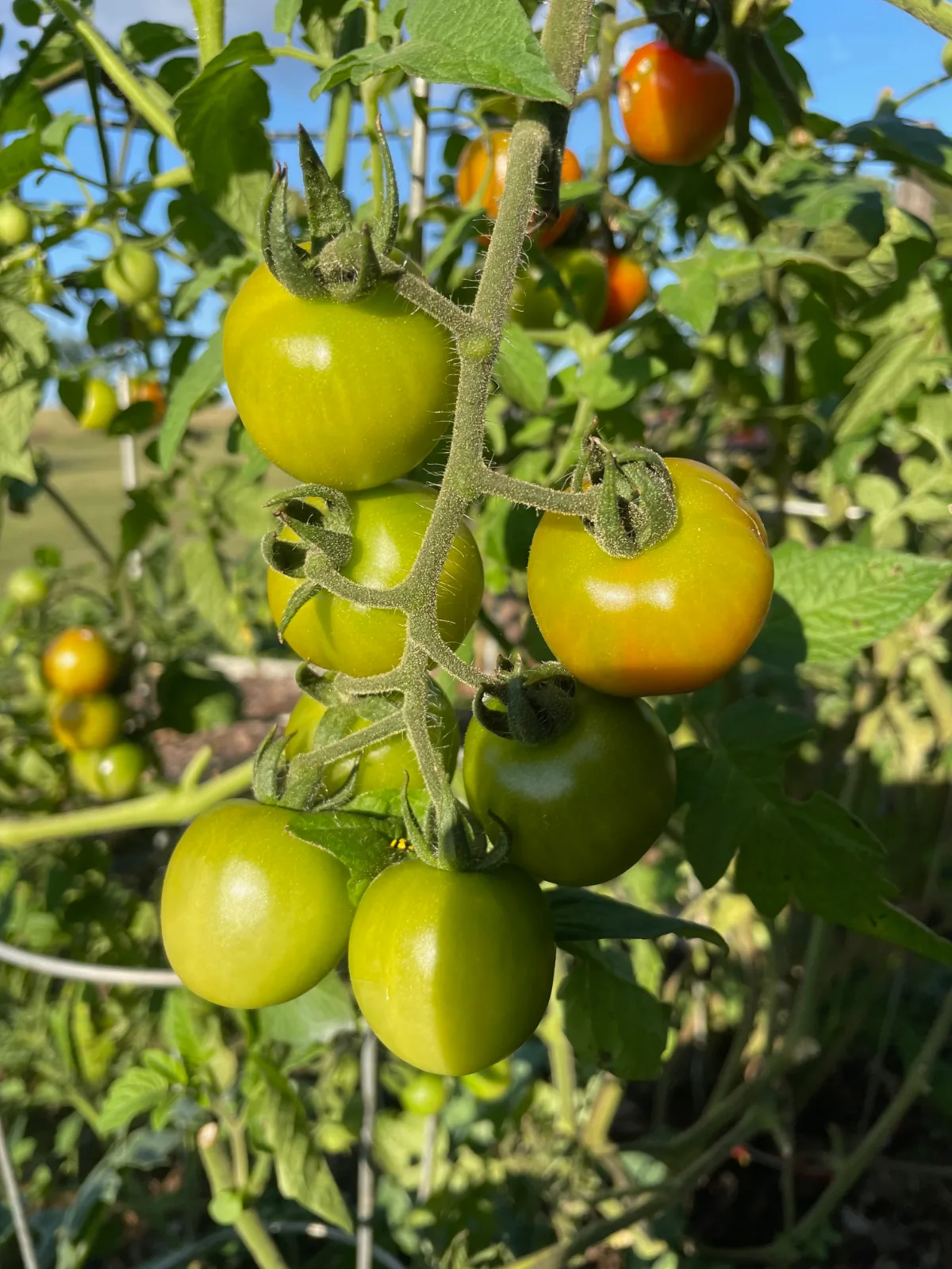 A cluster of green tomatoes hanging on a garden vine.