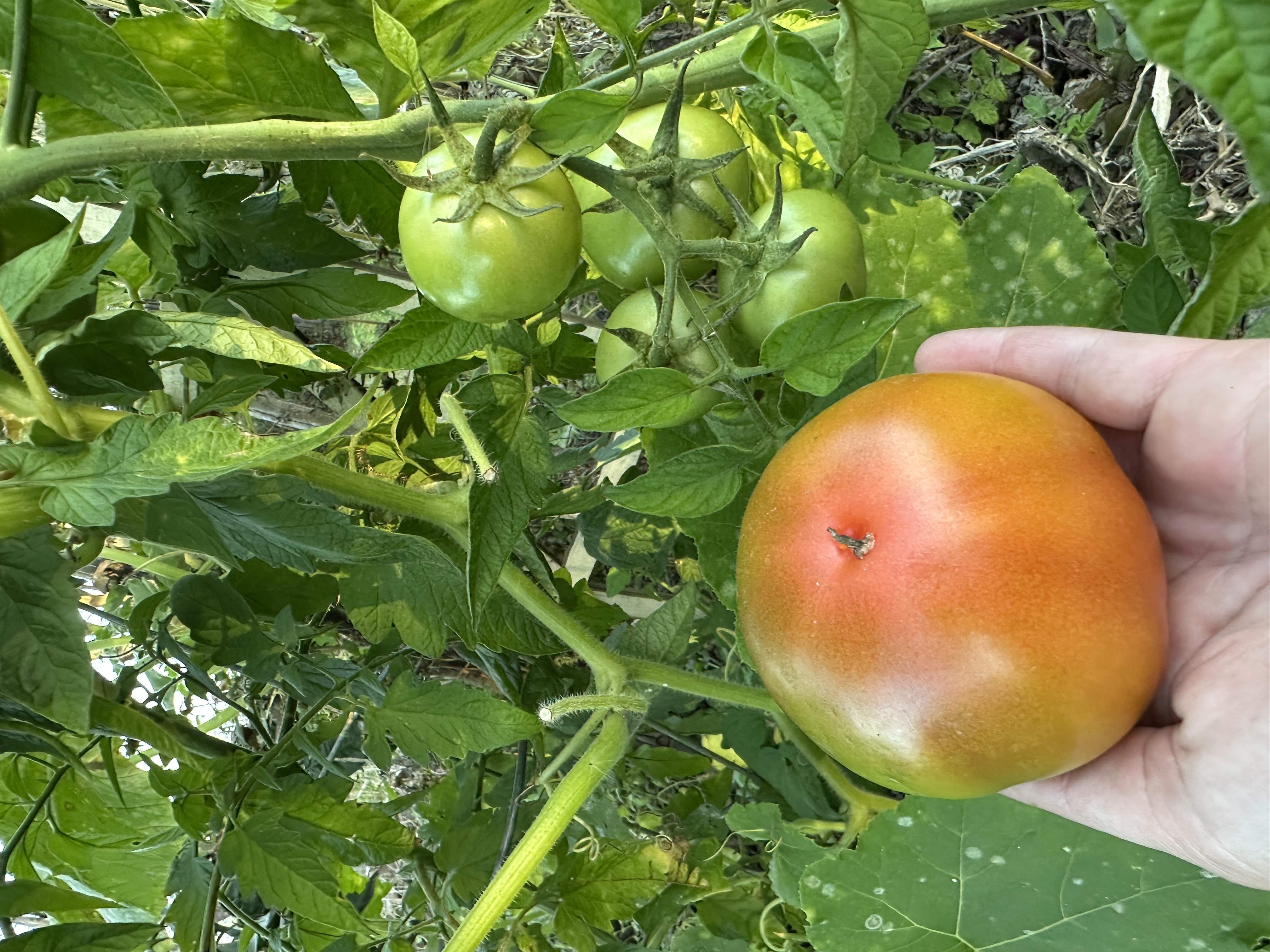 Hand holding a ripening tomato on the vine with green fruit in the background.