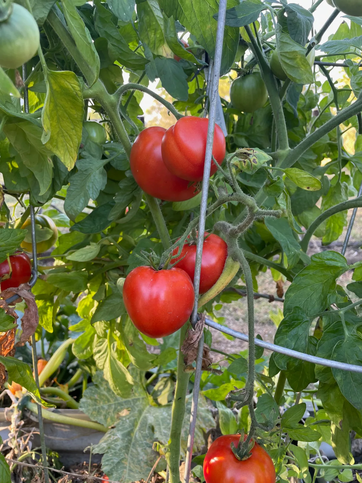 Ripe red tomato fruit hanging on a vine supported by a metal garden cage.