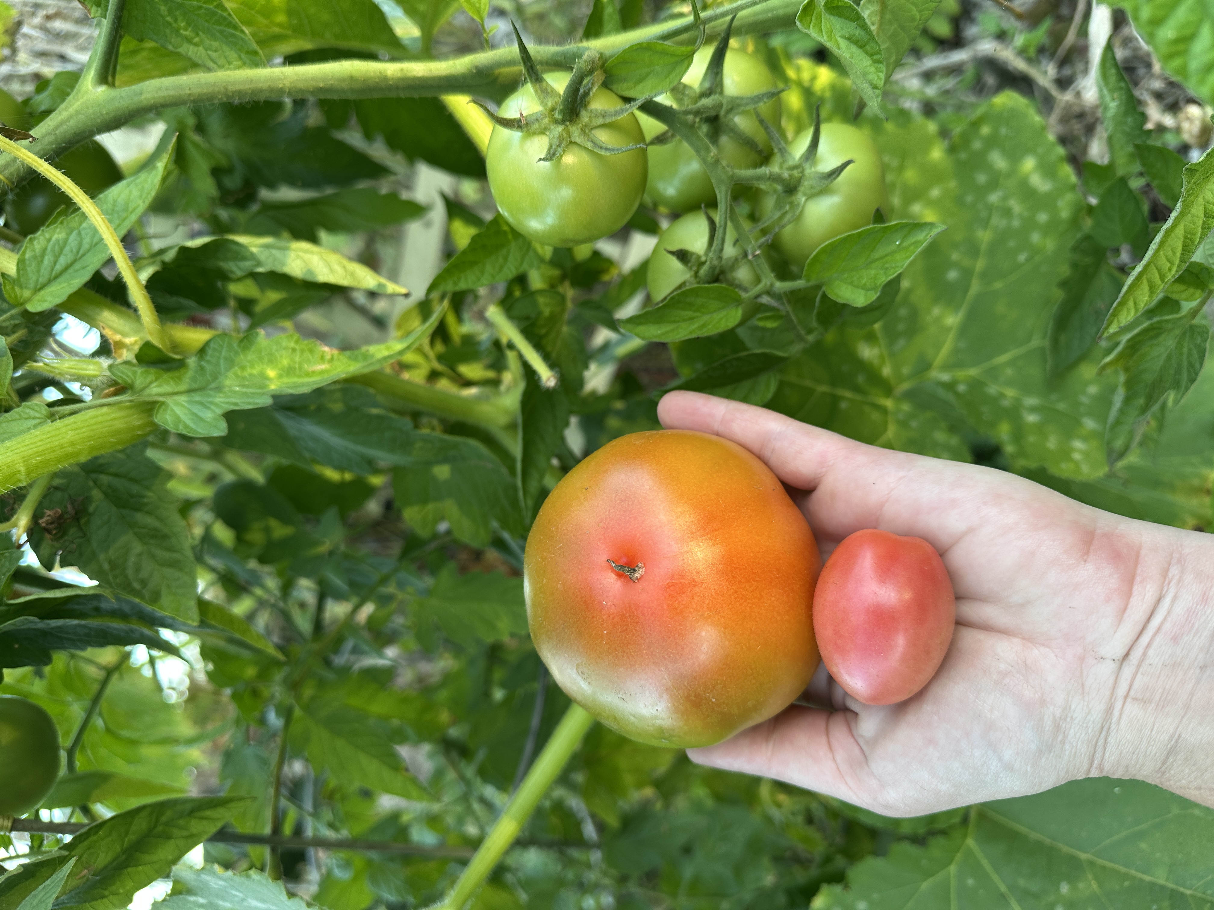 A hand holds a large orange-red tomato and a small pink tomato, with green tomatoes growing on the vine above.