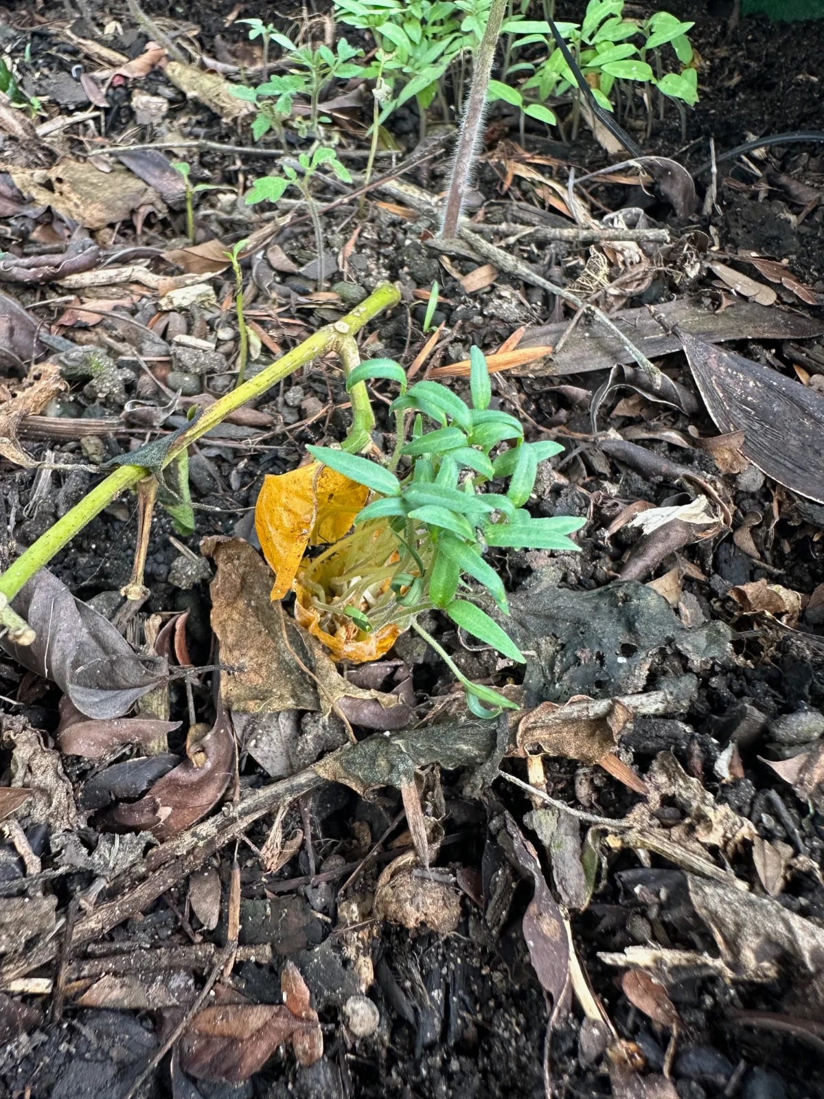 Small tomato seedling emerging from a yellowing leaf in mulch.
