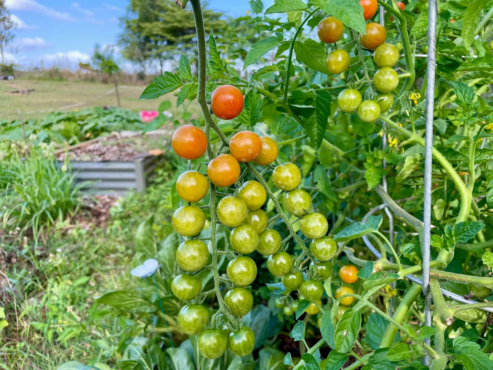 Clusters of green and orange tomato fruit hanging on a vine in a garden.