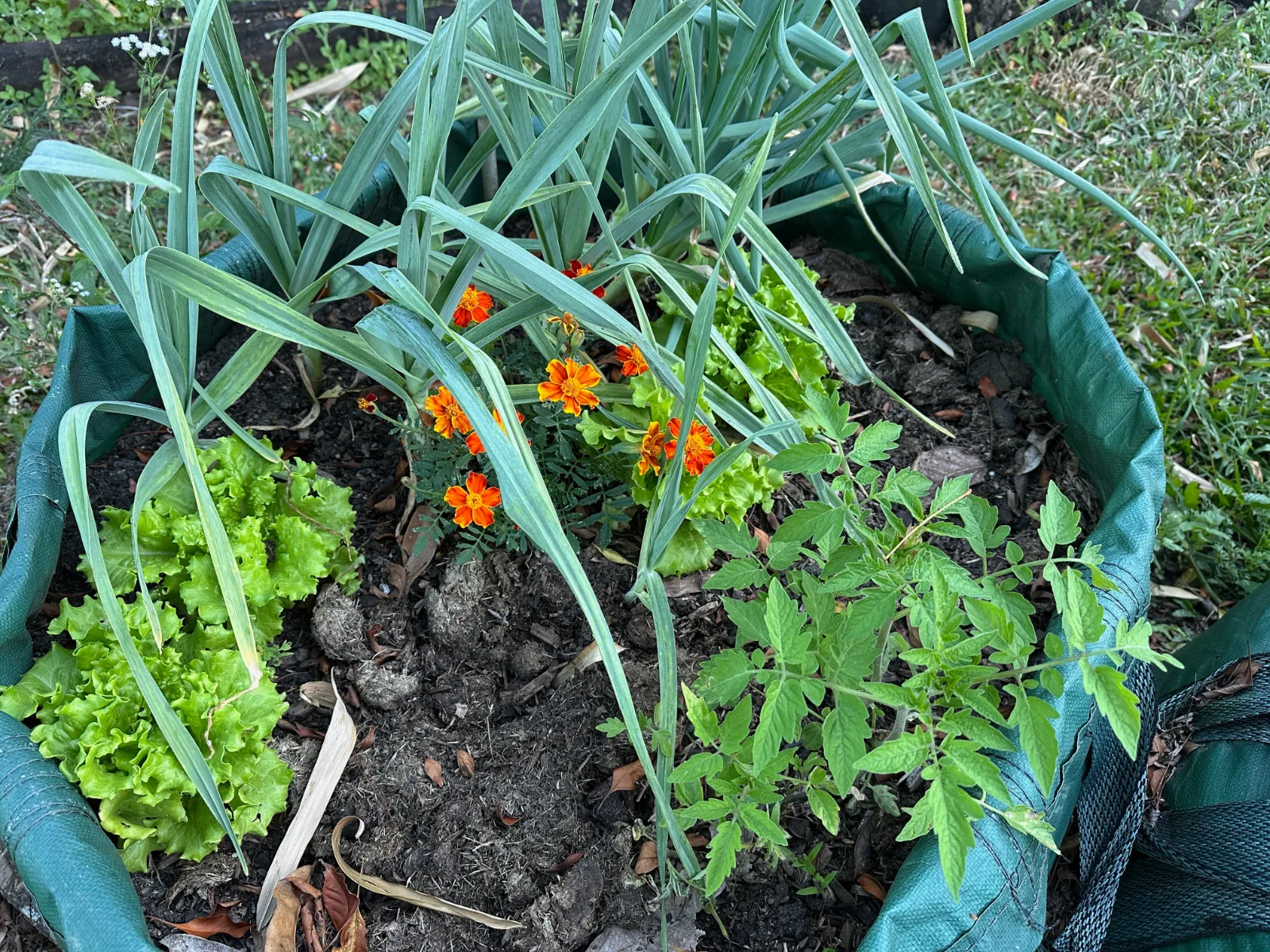 A young tomato plant growing in a garden bed alongside lettuce, marigolds, and elephant garlic.