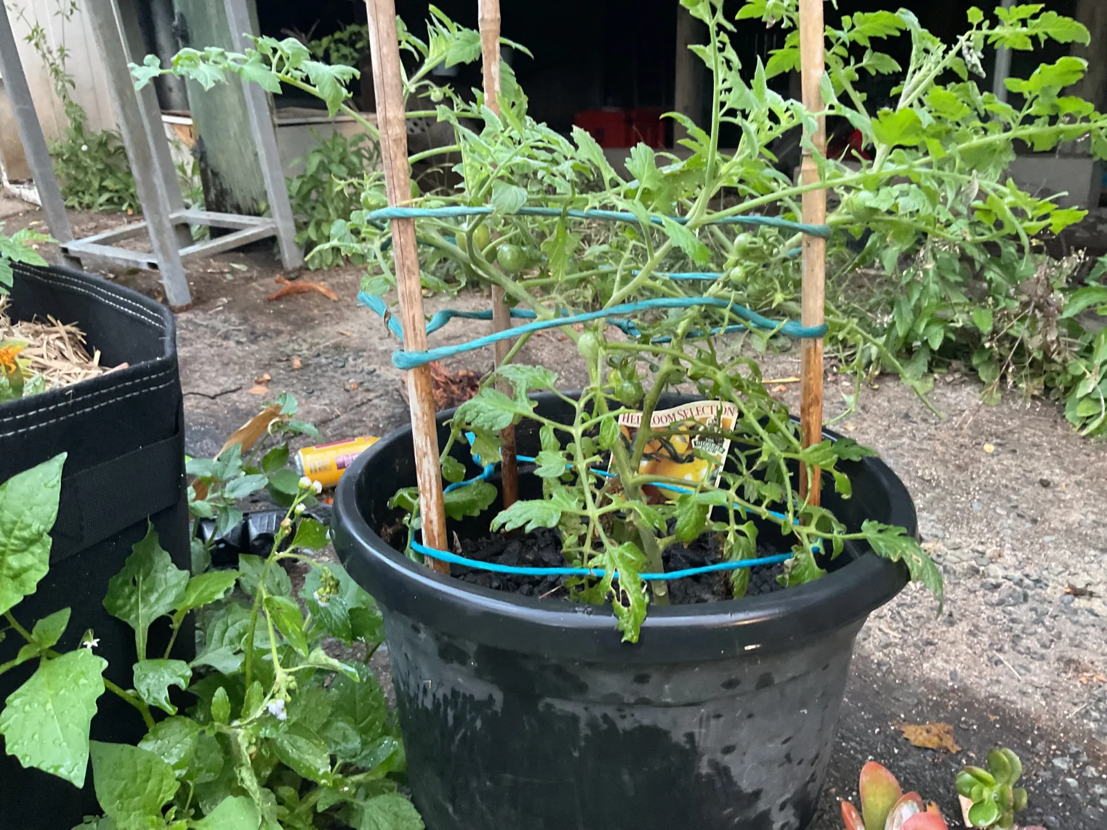 Tomato plant supported by bamboo stakes and blue ties in a black plastic pot.