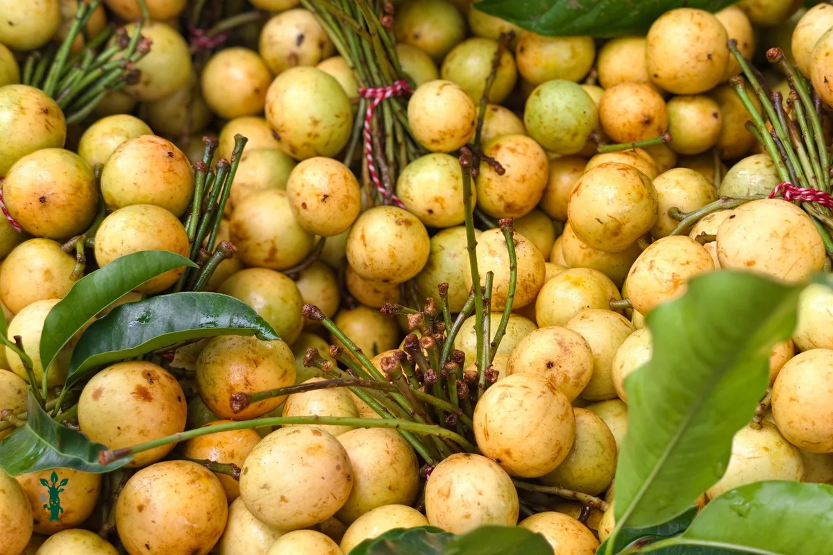 Bunches of yellow Wampee fruit with green leaves.