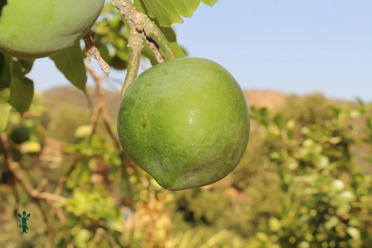 Green white sapote fruit hanging from a leafy tree branch.