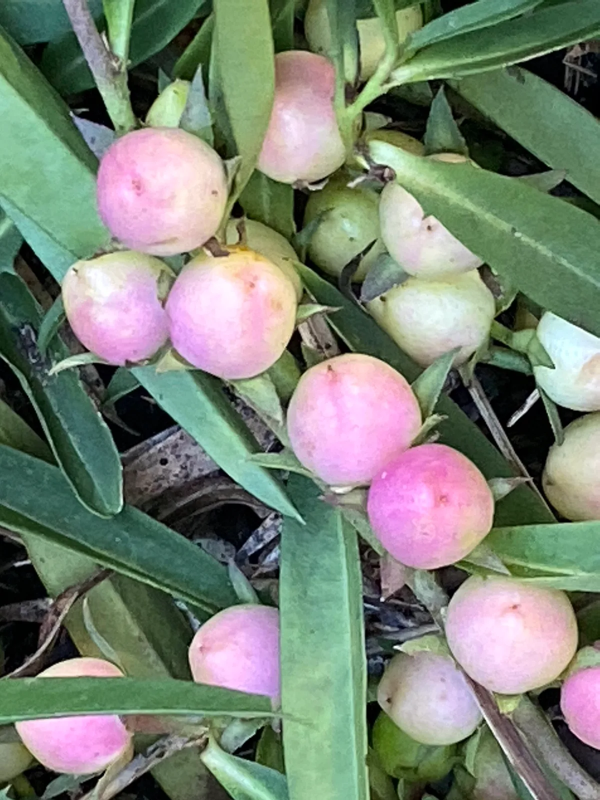 Cluster of pale pink winter apple fruit surrounded by narrow green leaves.