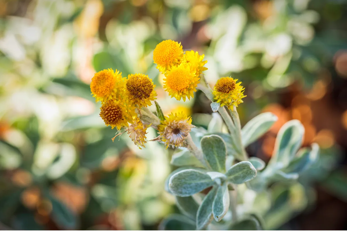 Bright yellow buttons flowers bloom atop grey-green silver foliage.
