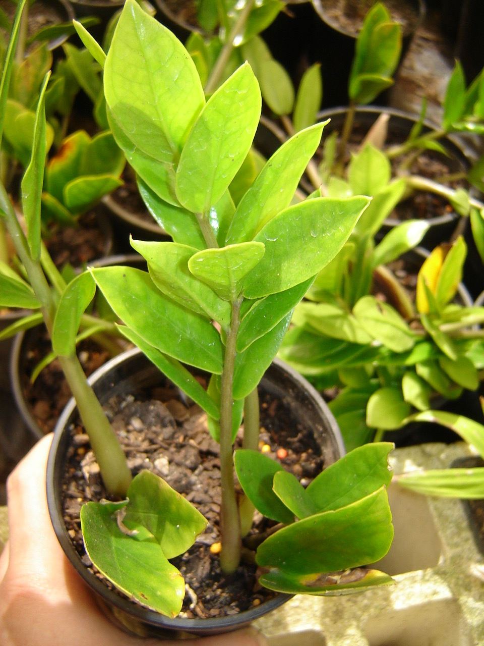 Hand holding a potted ZZ plant with upright, glossy green leaves.
